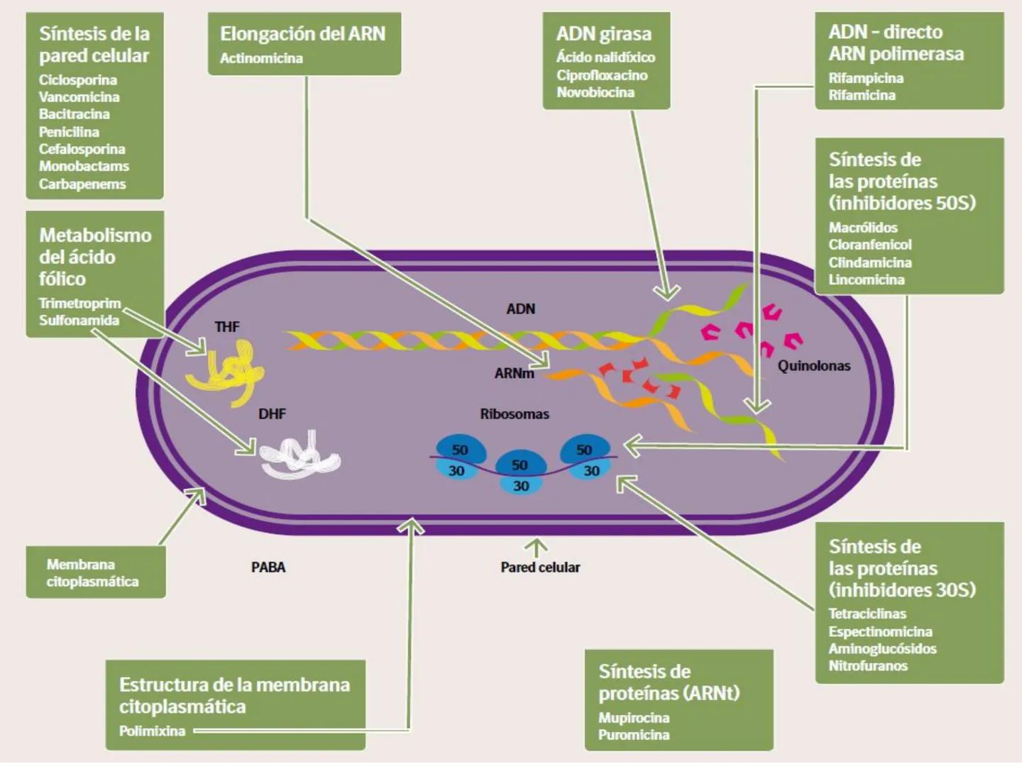 ANTIBIÓTICOS Síntesis de la
pared celular
Ciclosporina
Vancomicina
Bacitracina
Penicilina
Cefalosporina
Monobactams
Carbapenems
Metabolismo