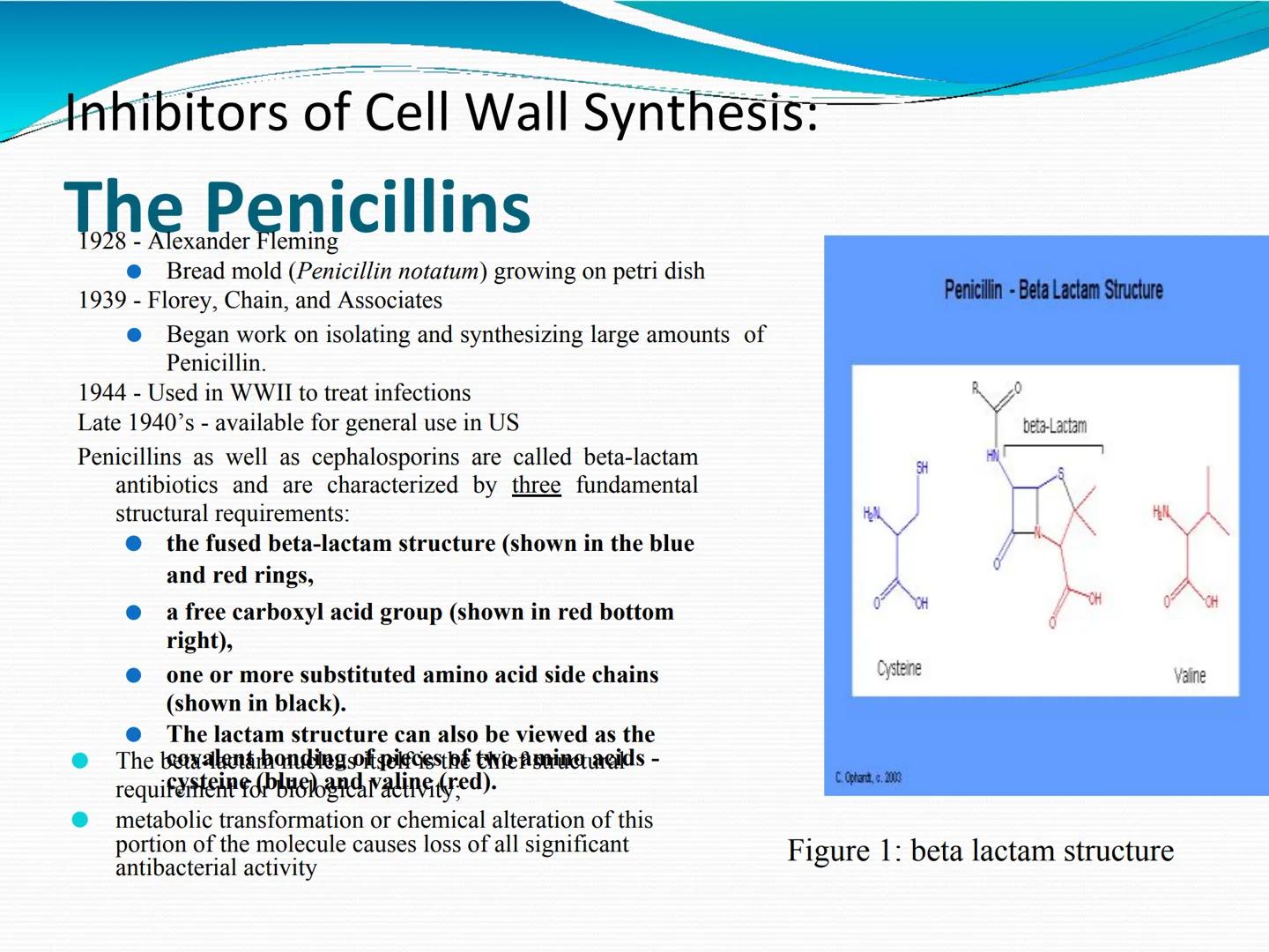 ANTIBIÓTICOS Síntesis de la
pared celular
Ciclosporina
Vancomicina
Bacitracina
Penicilina
Cefalosporina
Monobactams
Carbapenems
Metabolismo
