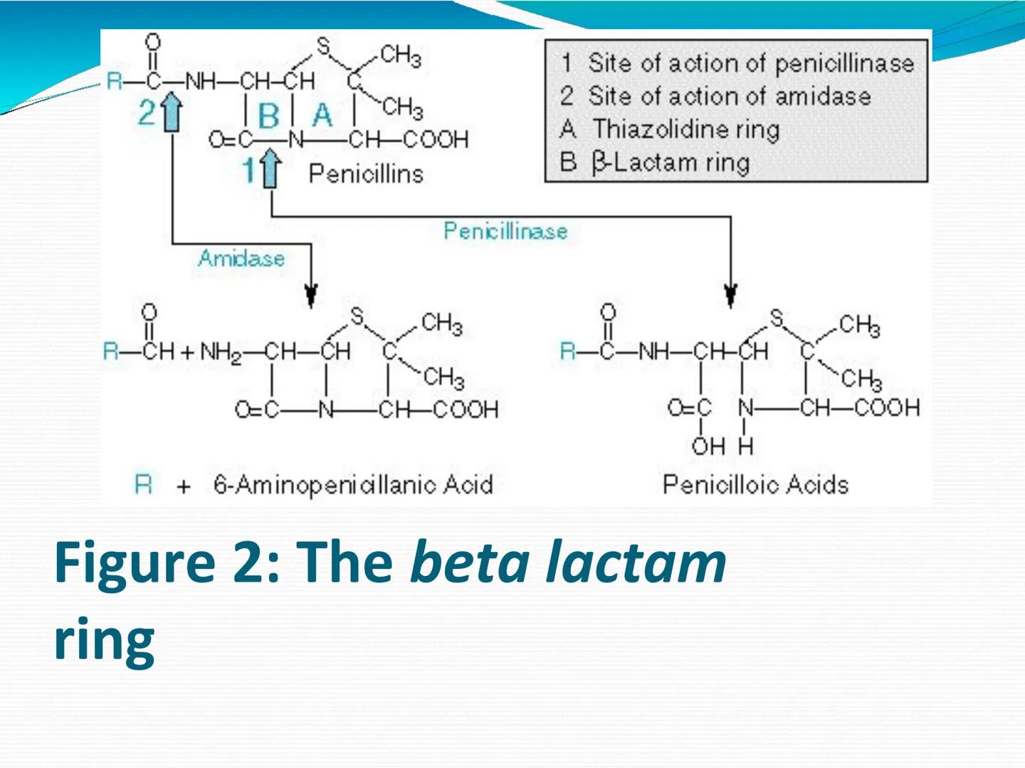 ANTIBIÓTICOS Síntesis de la
pared celular
Ciclosporina
Vancomicina
Bacitracina
Penicilina
Cefalosporina
Monobactams
Carbapenems
Metabolismo