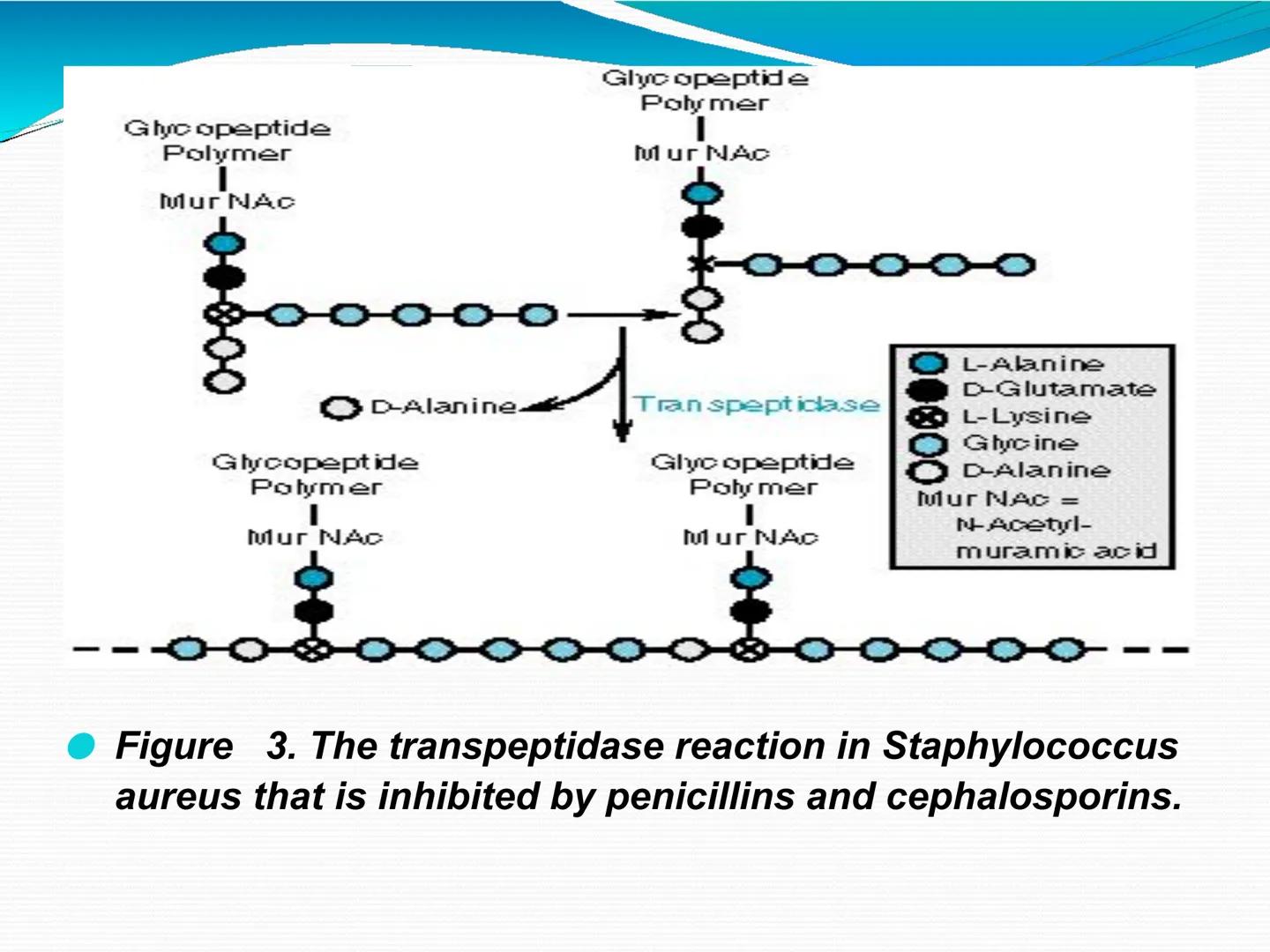 ANTIBIÓTICOS Síntesis de la
pared celular
Ciclosporina
Vancomicina
Bacitracina
Penicilina
Cefalosporina
Monobactams
Carbapenems
Metabolismo