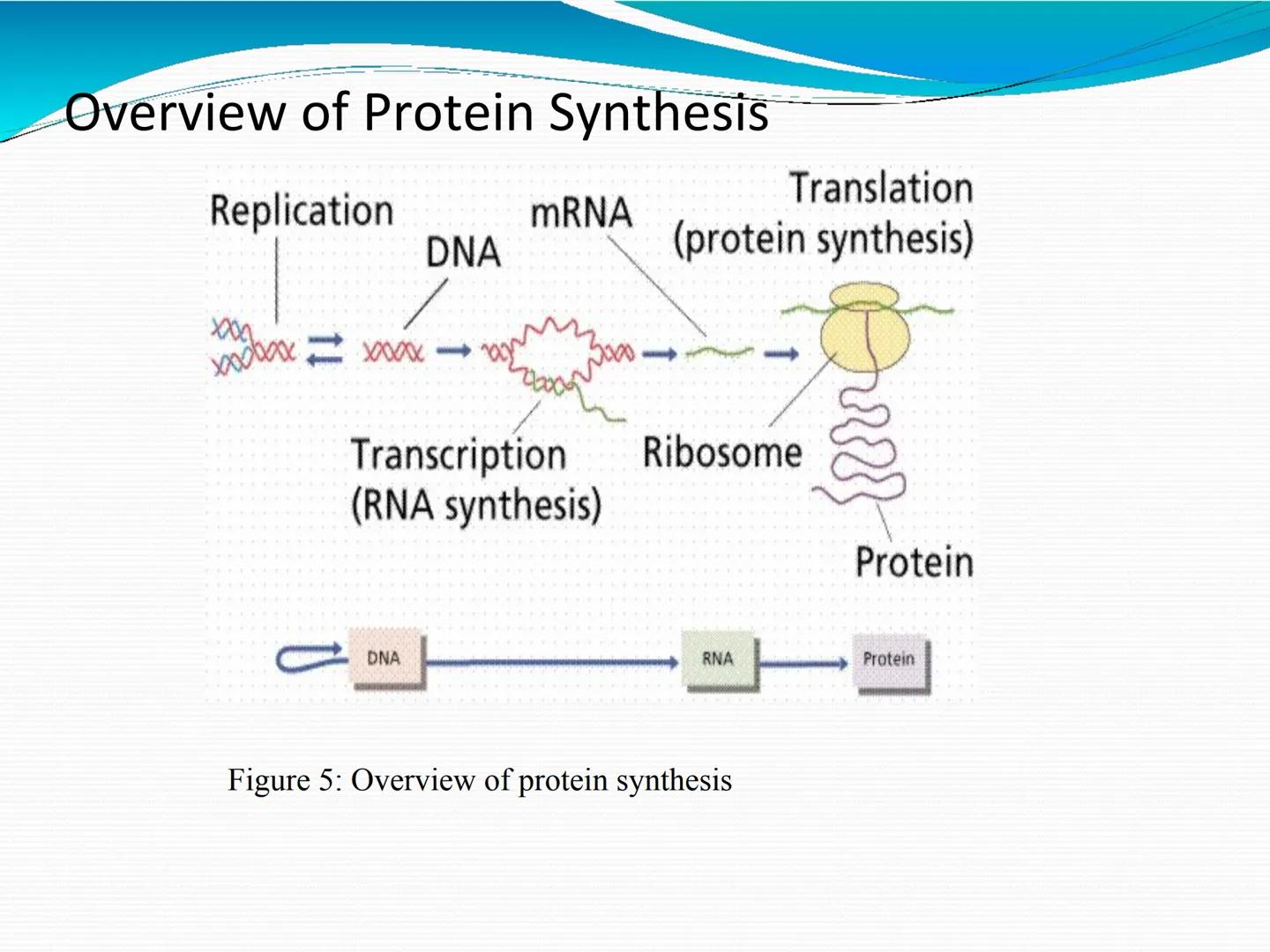 ANTIBIÓTICOS Síntesis de la
pared celular
Ciclosporina
Vancomicina
Bacitracina
Penicilina
Cefalosporina
Monobactams
Carbapenems
Metabolismo