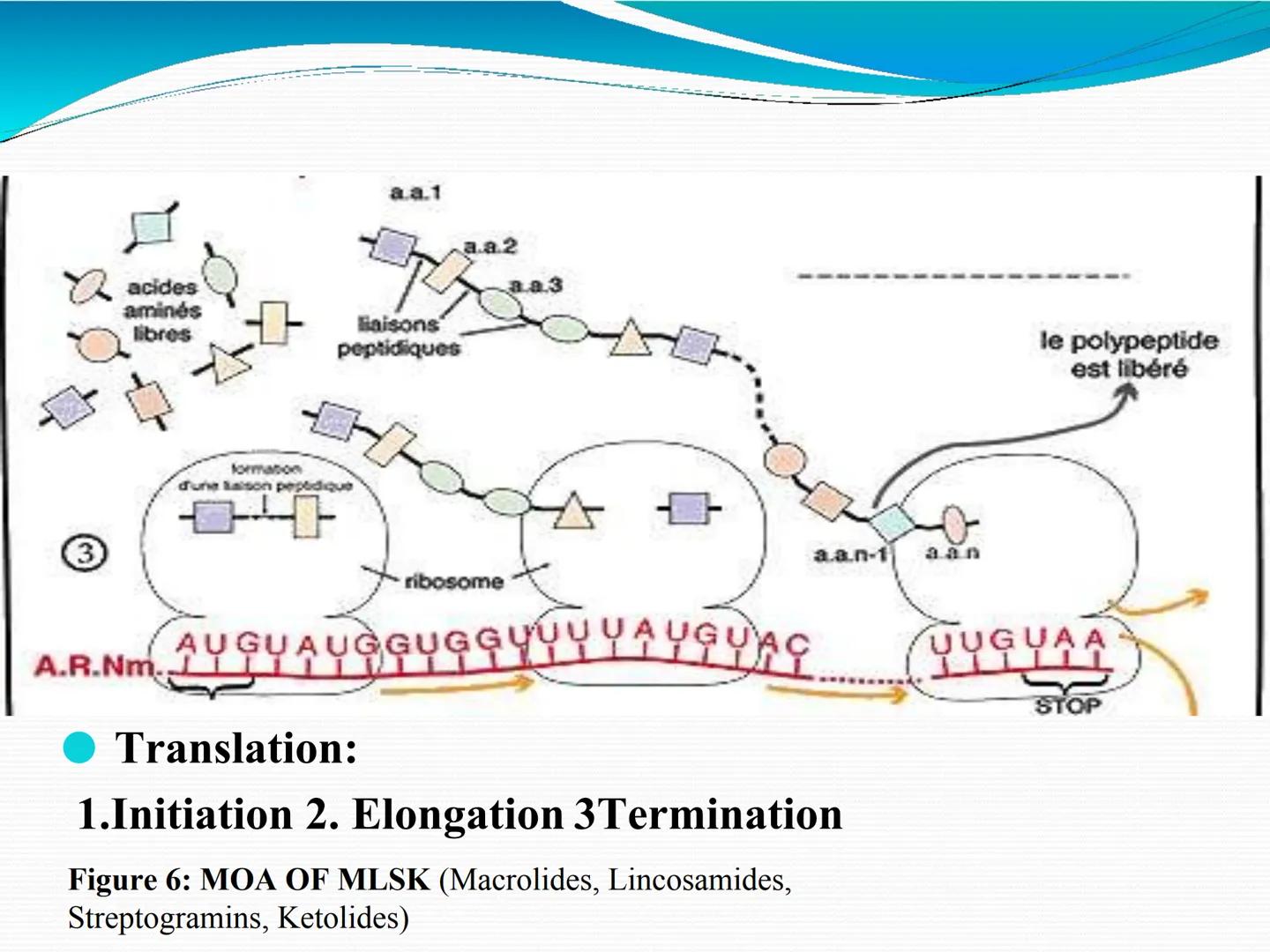 ANTIBIÓTICOS Síntesis de la
pared celular
Ciclosporina
Vancomicina
Bacitracina
Penicilina
Cefalosporina
Monobactams
Carbapenems
Metabolismo