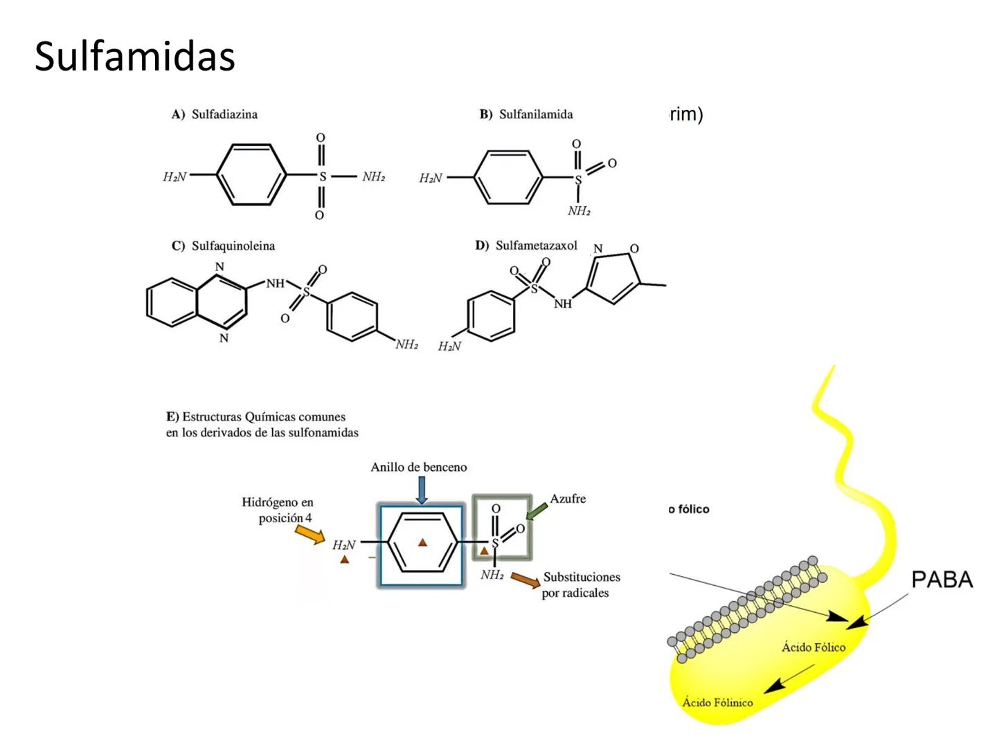 ANTIBIÓTICOS Síntesis de la
pared celular
Ciclosporina
Vancomicina
Bacitracina
Penicilina
Cefalosporina
Monobactams
Carbapenems
Metabolismo