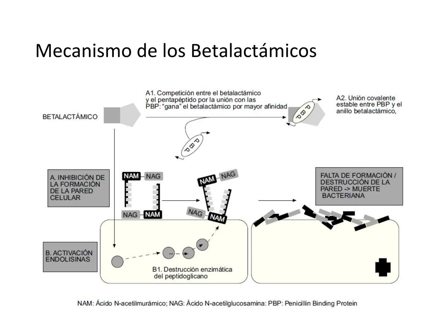 ANTIBIÓTICOS Síntesis de la
pared celular
Ciclosporina
Vancomicina
Bacitracina
Penicilina
Cefalosporina
Monobactams
Carbapenems
Metabolismo