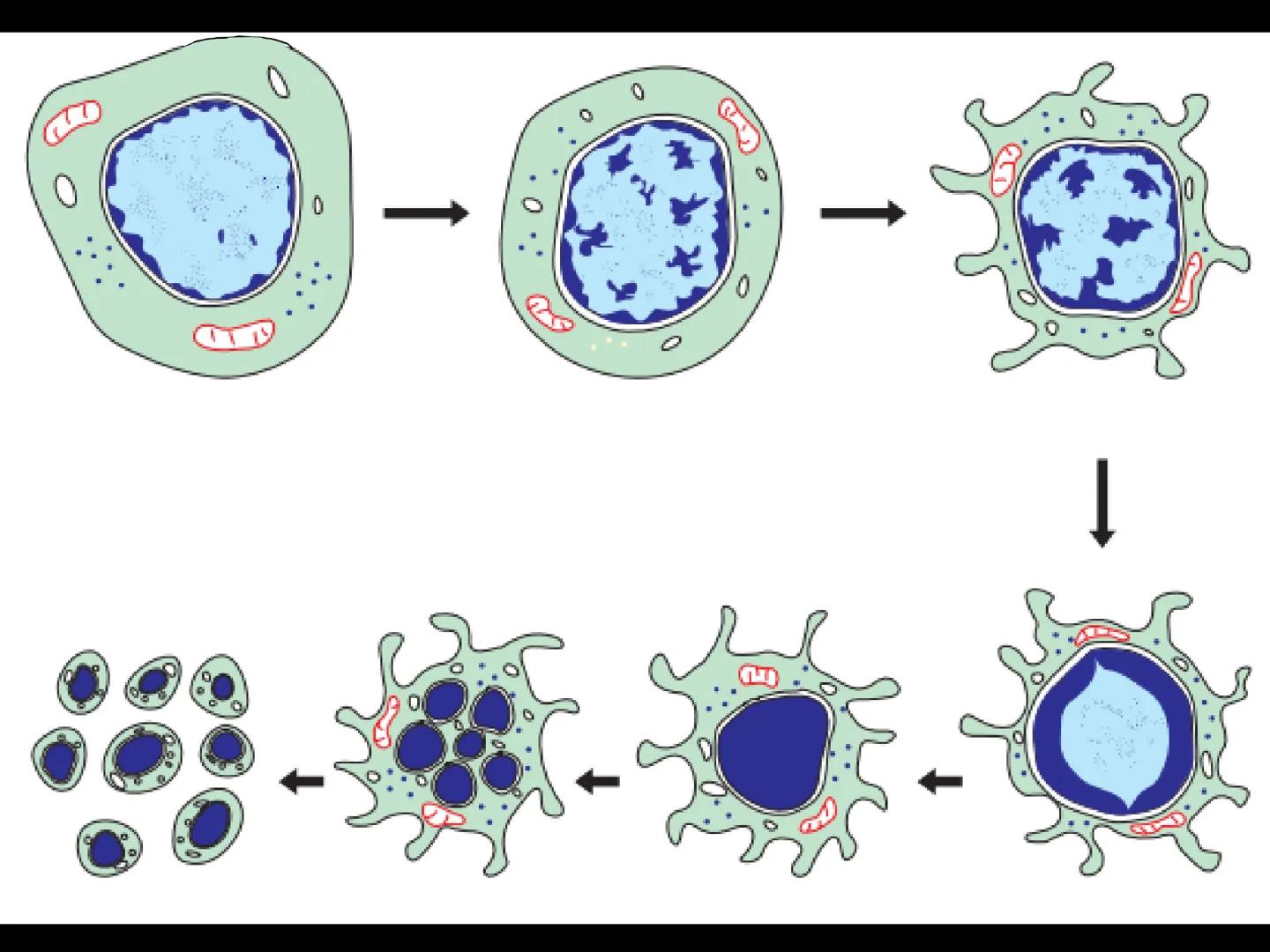 # INMUNOLOGÍA # Inmunidad
La palabra inmunidad significa protección contra la enfermedad y, más en concreto, contra una enfermedad infeccio