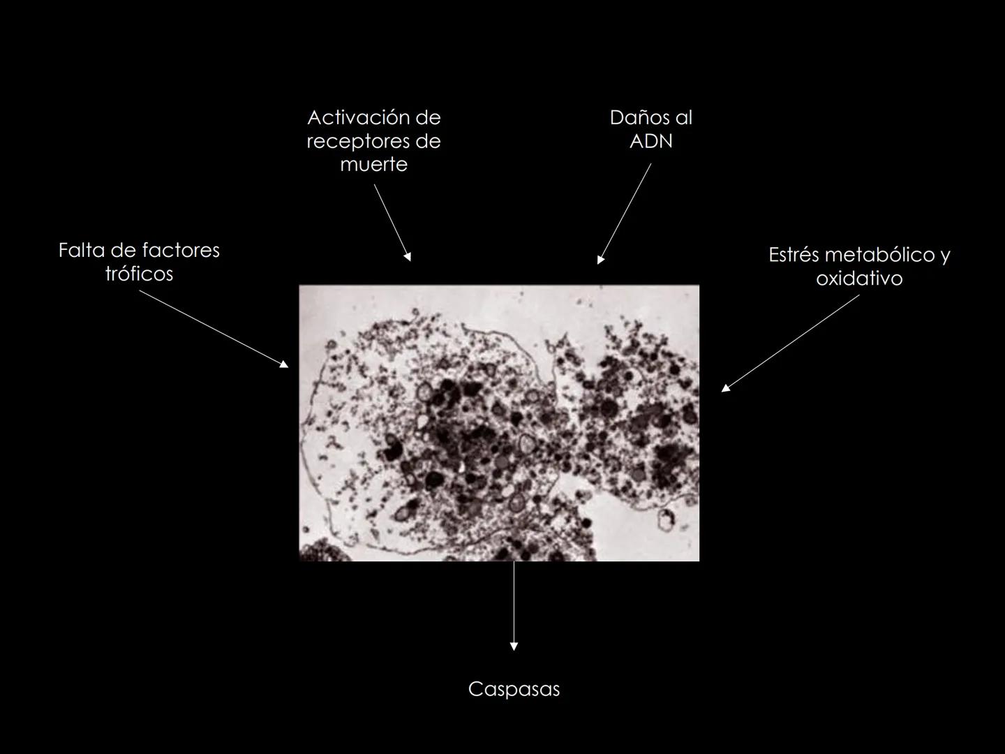 # INMUNOLOGÍA # Inmunidad
La palabra inmunidad significa protección contra la enfermedad y, más en concreto, contra una enfermedad infeccio