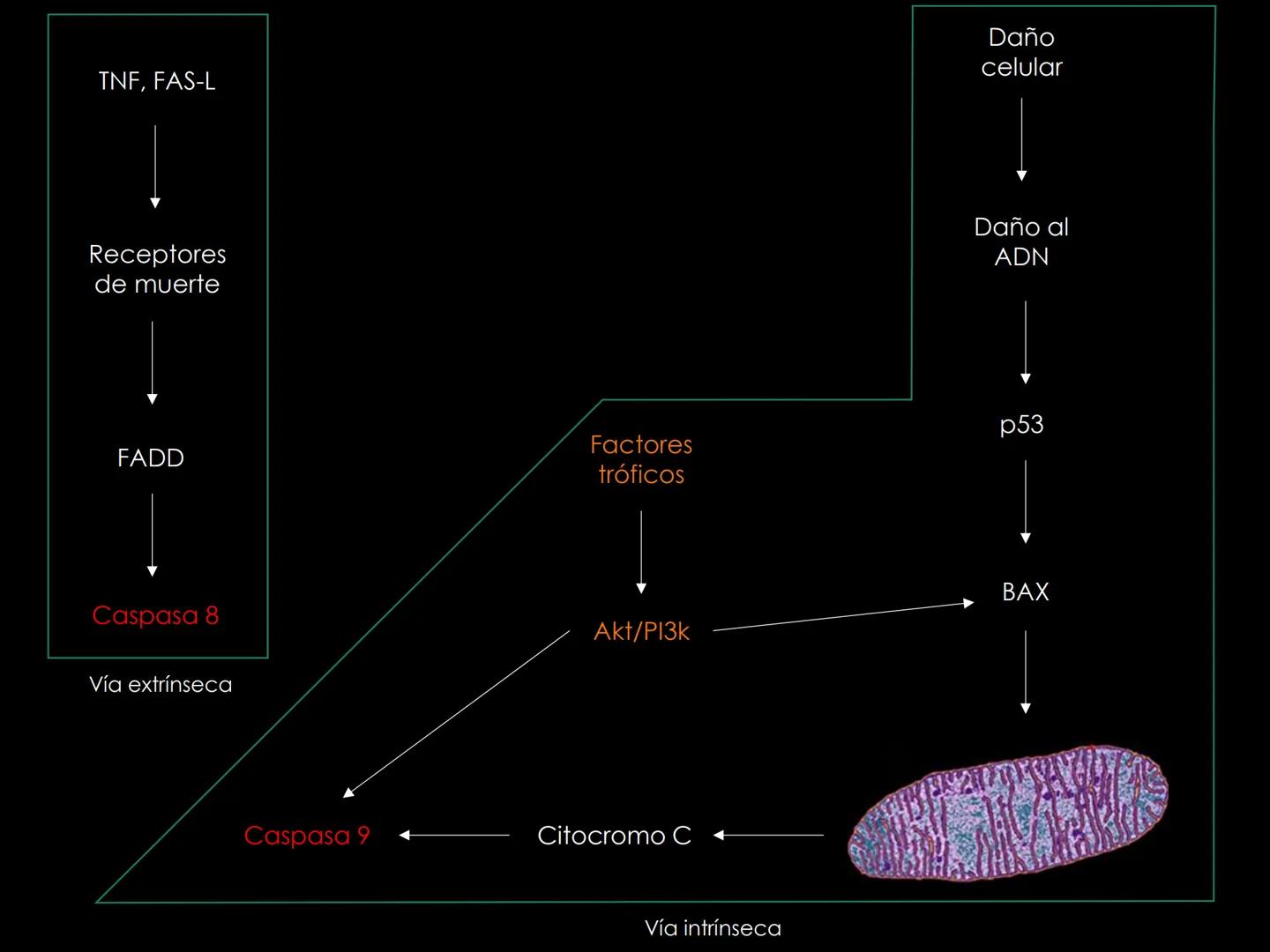 # INMUNOLOGÍA # Inmunidad
La palabra inmunidad significa protección contra la enfermedad y, más en concreto, contra una enfermedad infeccio