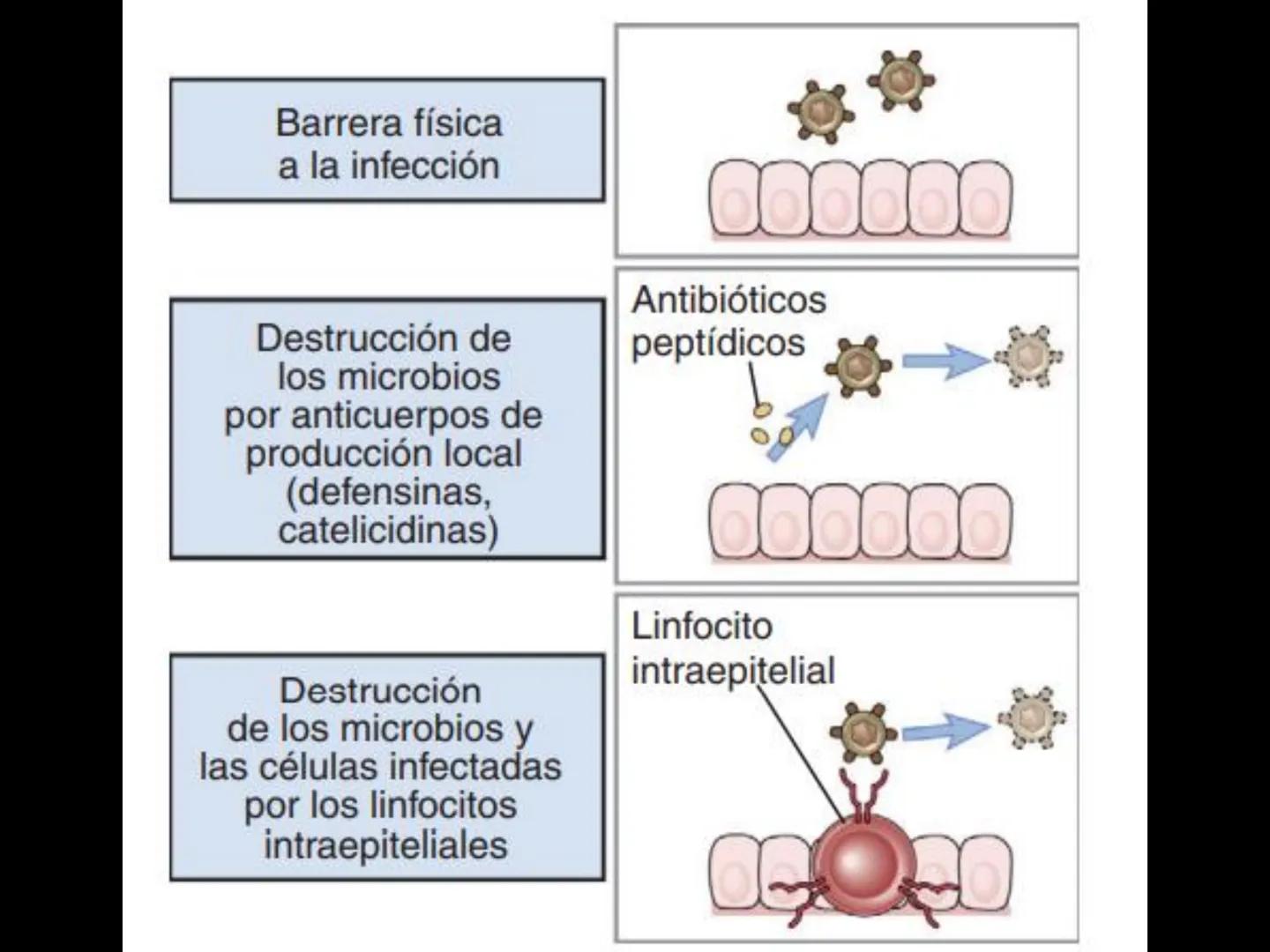 # INMUNOLOGÍA # Inmunidad
La palabra inmunidad significa protección contra la enfermedad y, más en concreto, contra una enfermedad infeccio