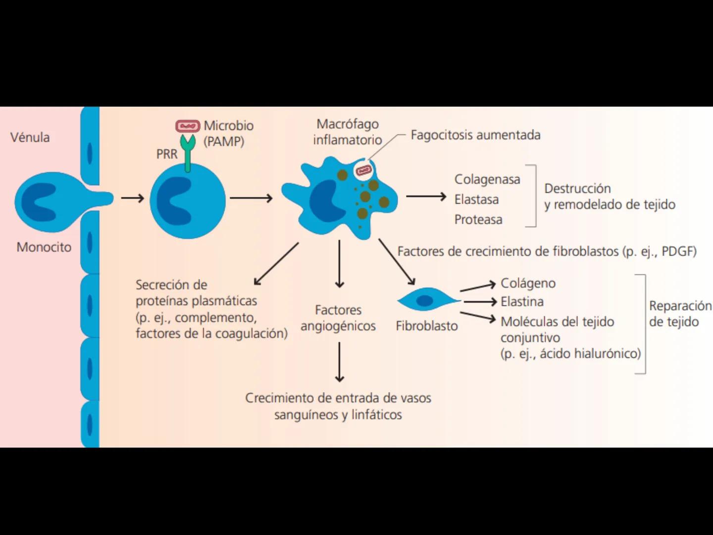 # INMUNOLOGÍA # Inmunidad
La palabra inmunidad significa protección contra la enfermedad y, más en concreto, contra una enfermedad infeccio