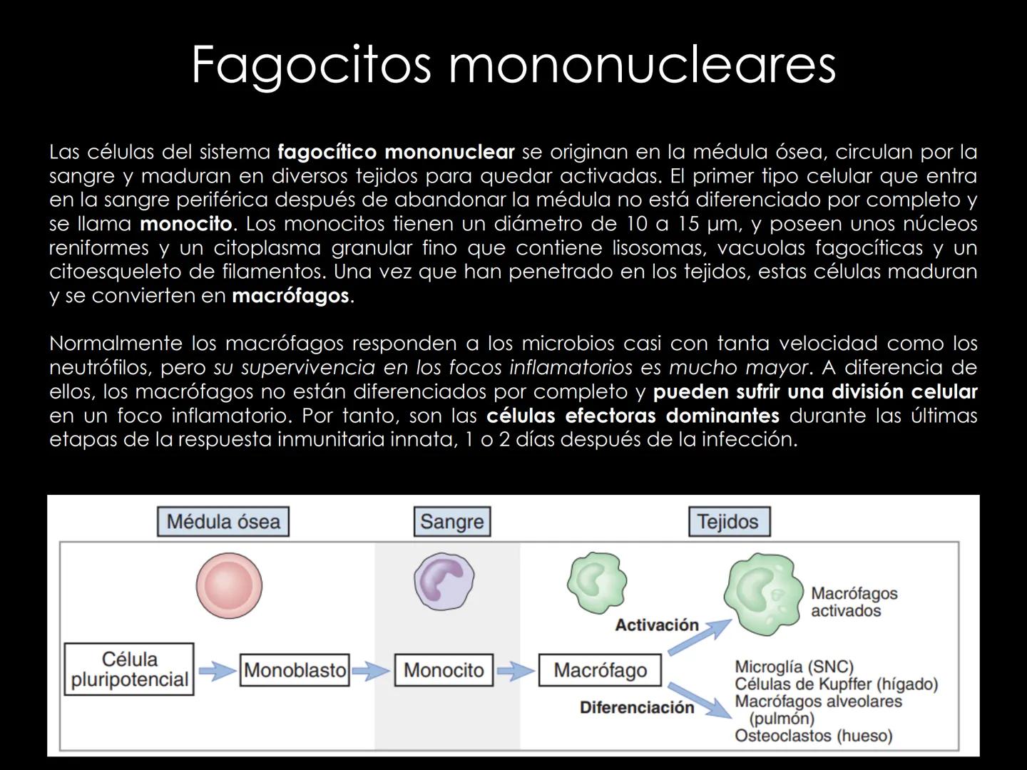 # INMUNOLOGÍA # Inmunidad
La palabra inmunidad significa protección contra la enfermedad y, más en concreto, contra una enfermedad infeccio