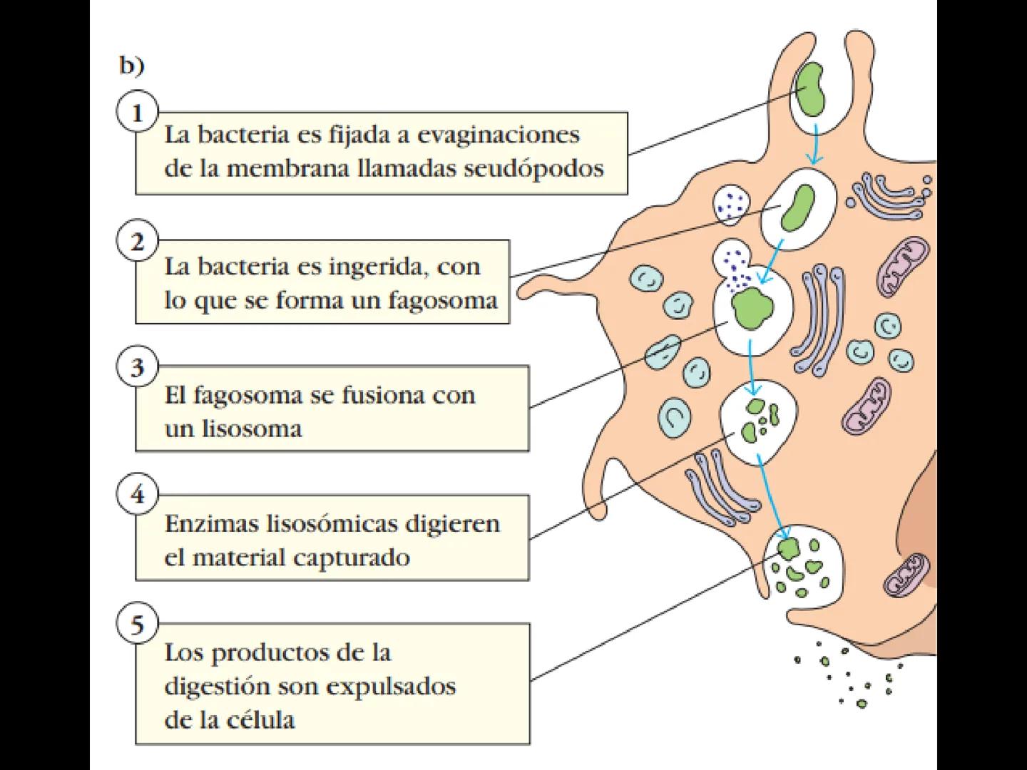 # INMUNOLOGÍA # Inmunidad
La palabra inmunidad significa protección contra la enfermedad y, más en concreto, contra una enfermedad infeccio