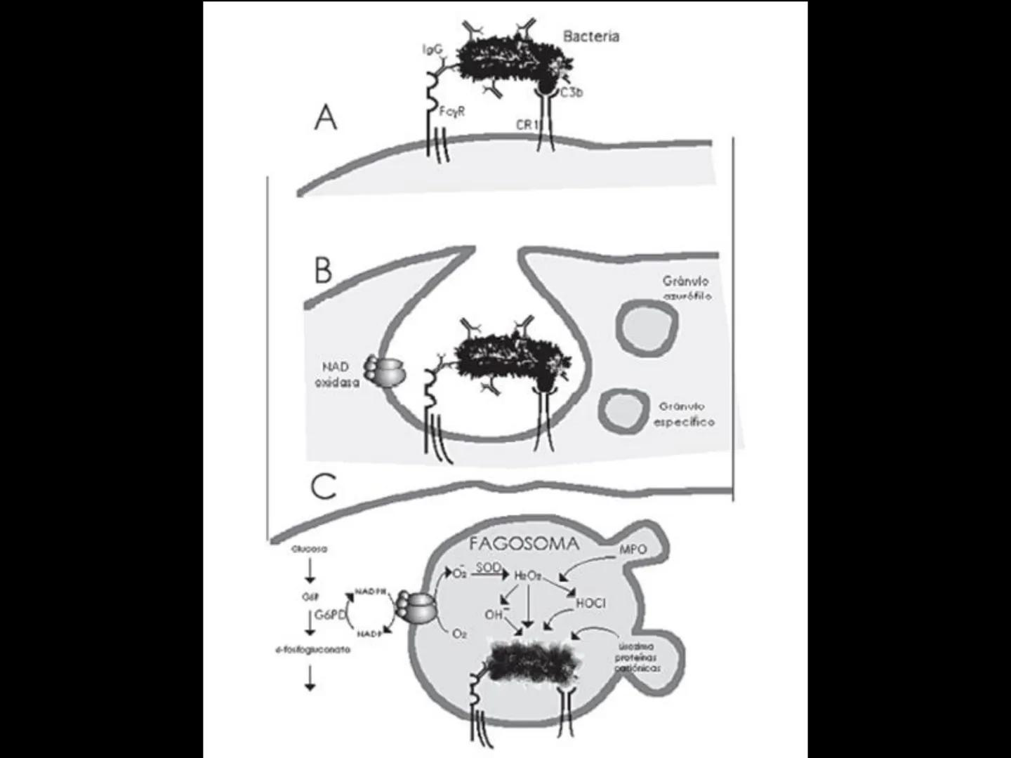# INMUNOLOGÍA # Inmunidad
La palabra inmunidad significa protección contra la enfermedad y, más en concreto, contra una enfermedad infeccio