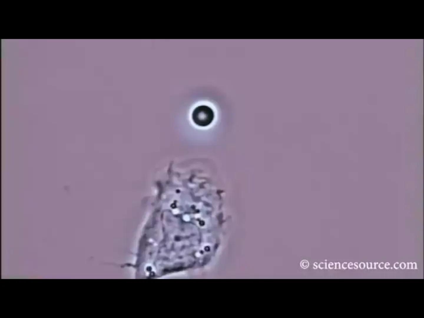 # INMUNOLOGÍA # Inmunidad
La palabra inmunidad significa protección contra la enfermedad y, más en concreto, contra una enfermedad infeccio