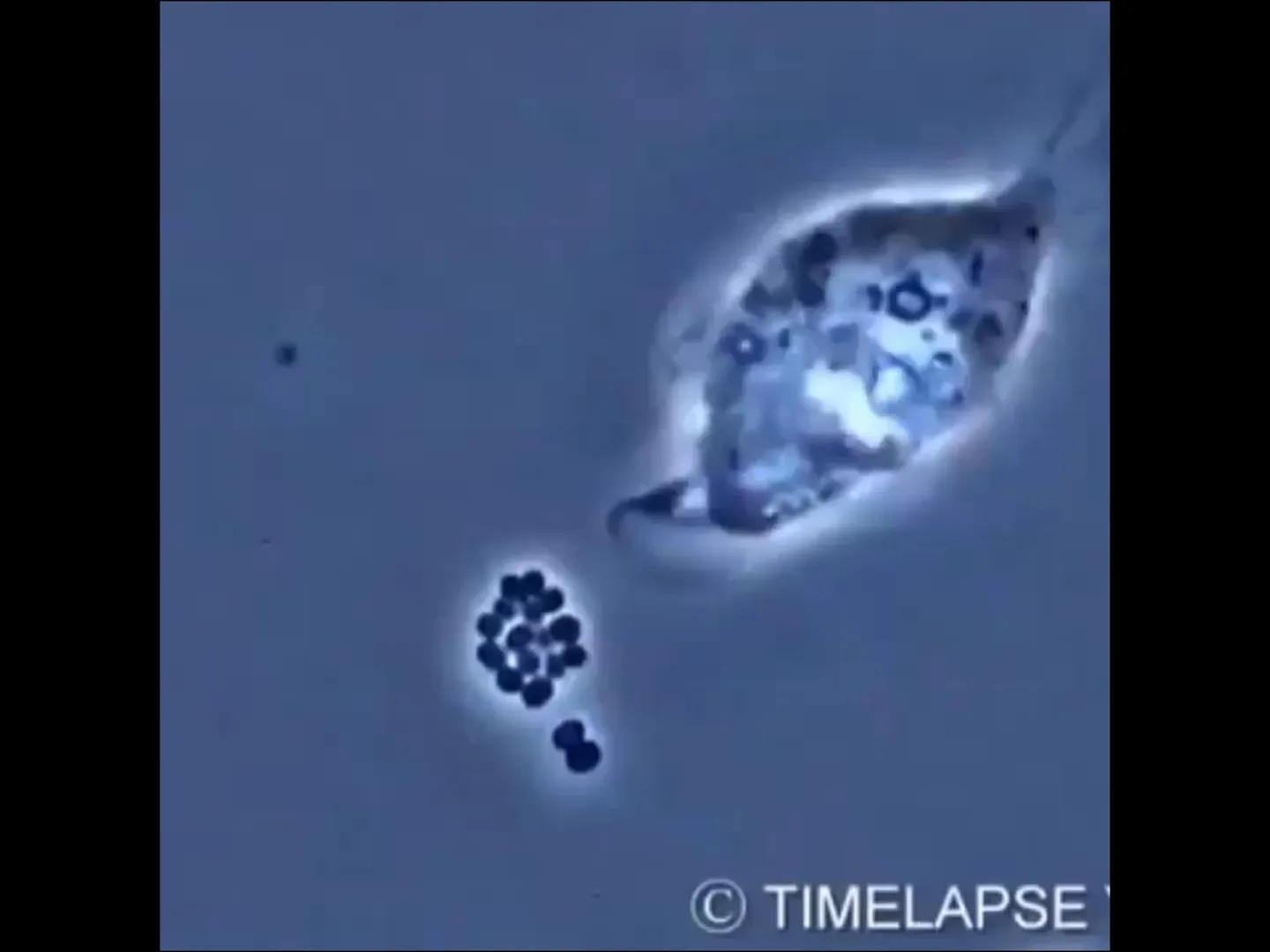 # INMUNOLOGÍA # Inmunidad
La palabra inmunidad significa protección contra la enfermedad y, más en concreto, contra una enfermedad infeccio