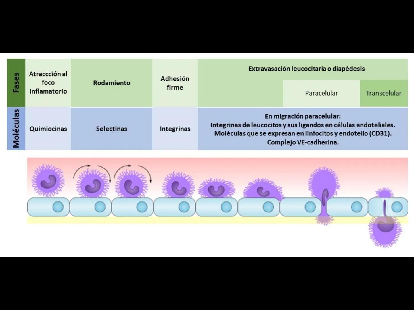 # INMUNOLOGÍA # Inmunidad
La palabra inmunidad significa protección contra la enfermedad y, más en concreto, contra una enfermedad infeccio