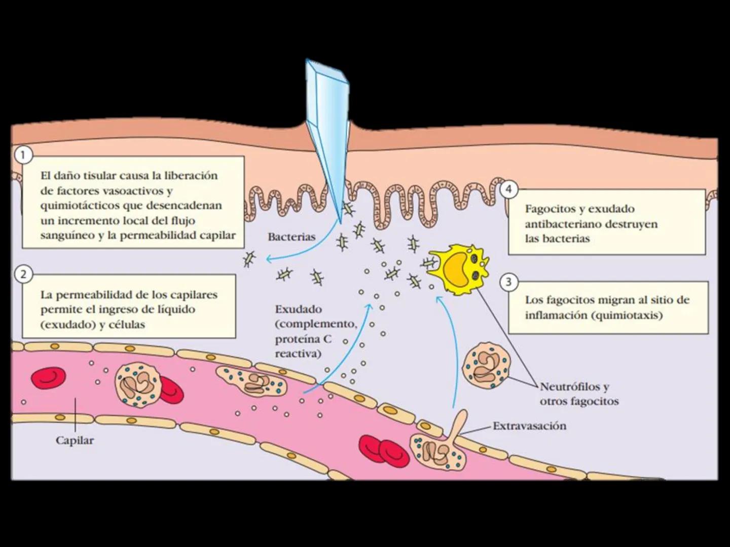 # INMUNOLOGÍA # Inmunidad
La palabra inmunidad significa protección contra la enfermedad y, más en concreto, contra una enfermedad infeccio