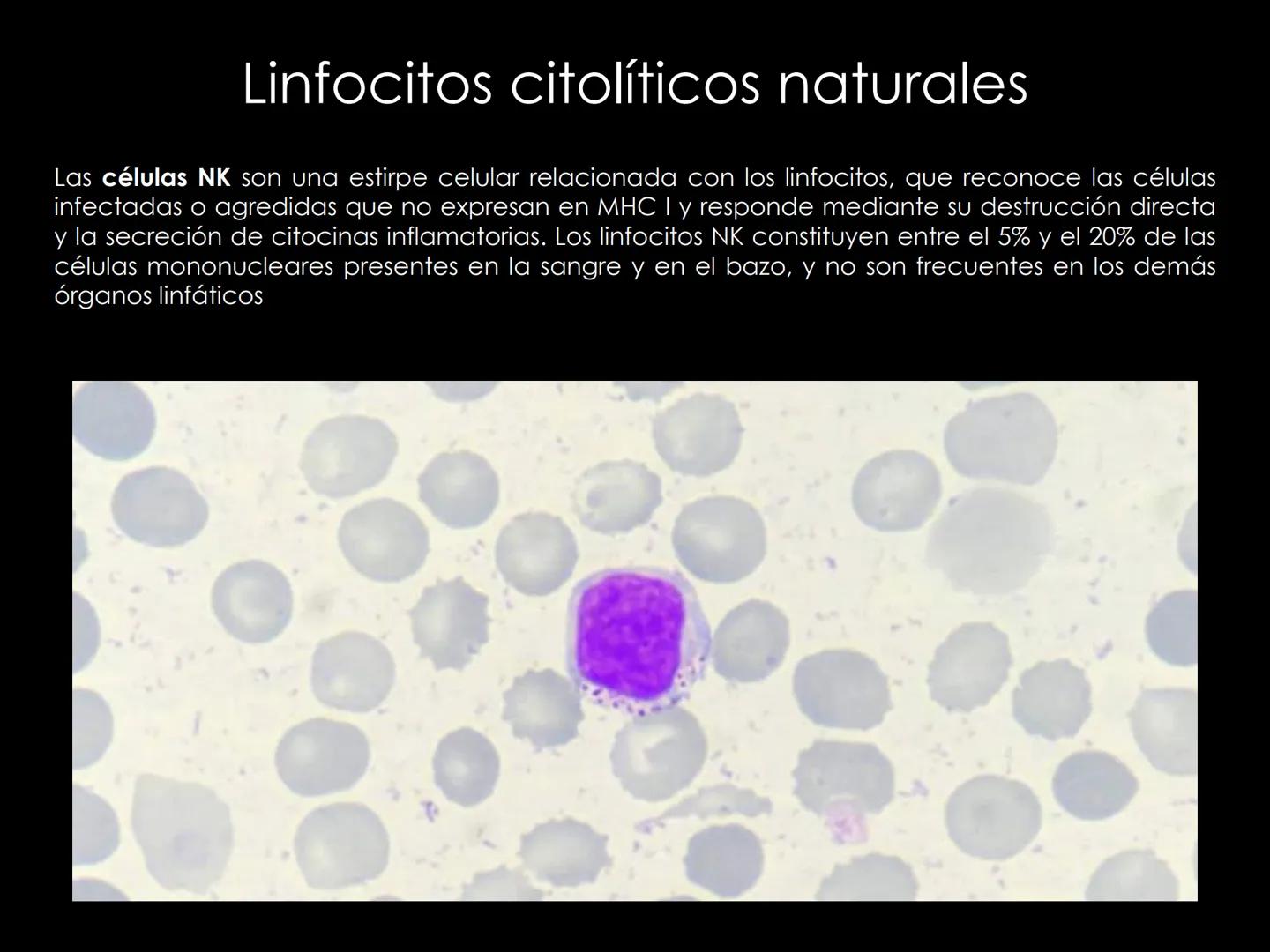 # INMUNOLOGÍA # Inmunidad
La palabra inmunidad significa protección contra la enfermedad y, más en concreto, contra una enfermedad infeccio