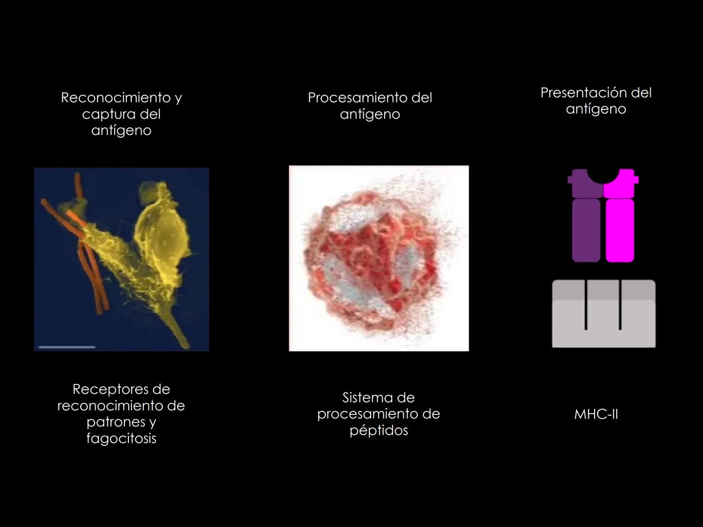 # INMUNOLOGÍA # Inmunidad
La palabra inmunidad significa protección contra la enfermedad y, más en concreto, contra una enfermedad infeccio