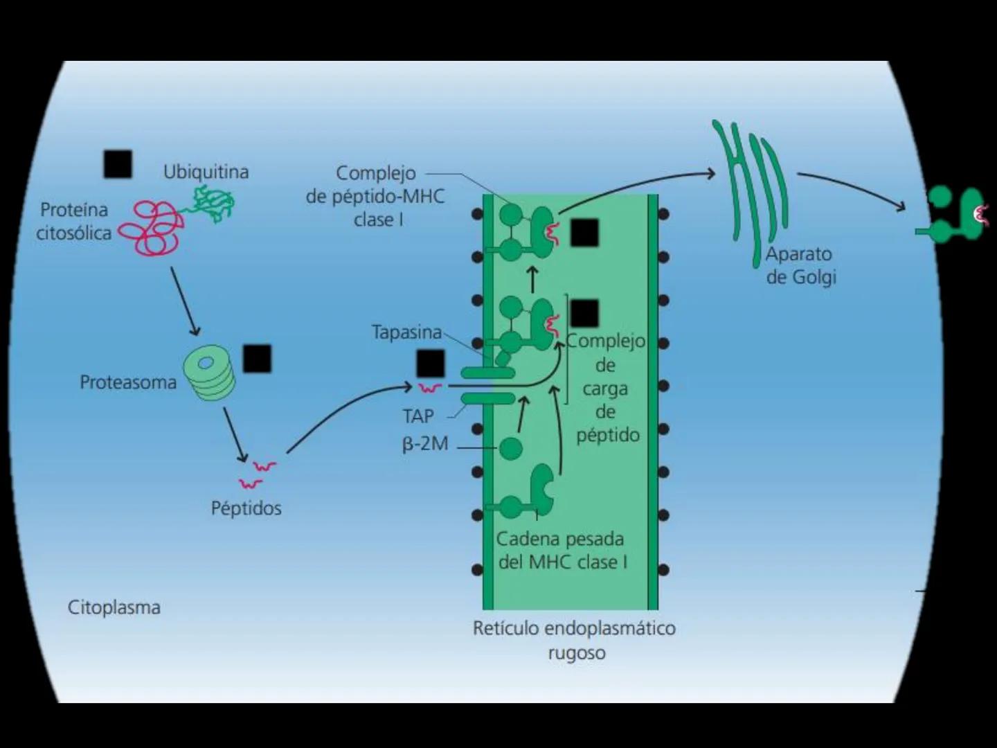 # INMUNOLOGÍA # Inmunidad
La palabra inmunidad significa protección contra la enfermedad y, más en concreto, contra una enfermedad infeccio