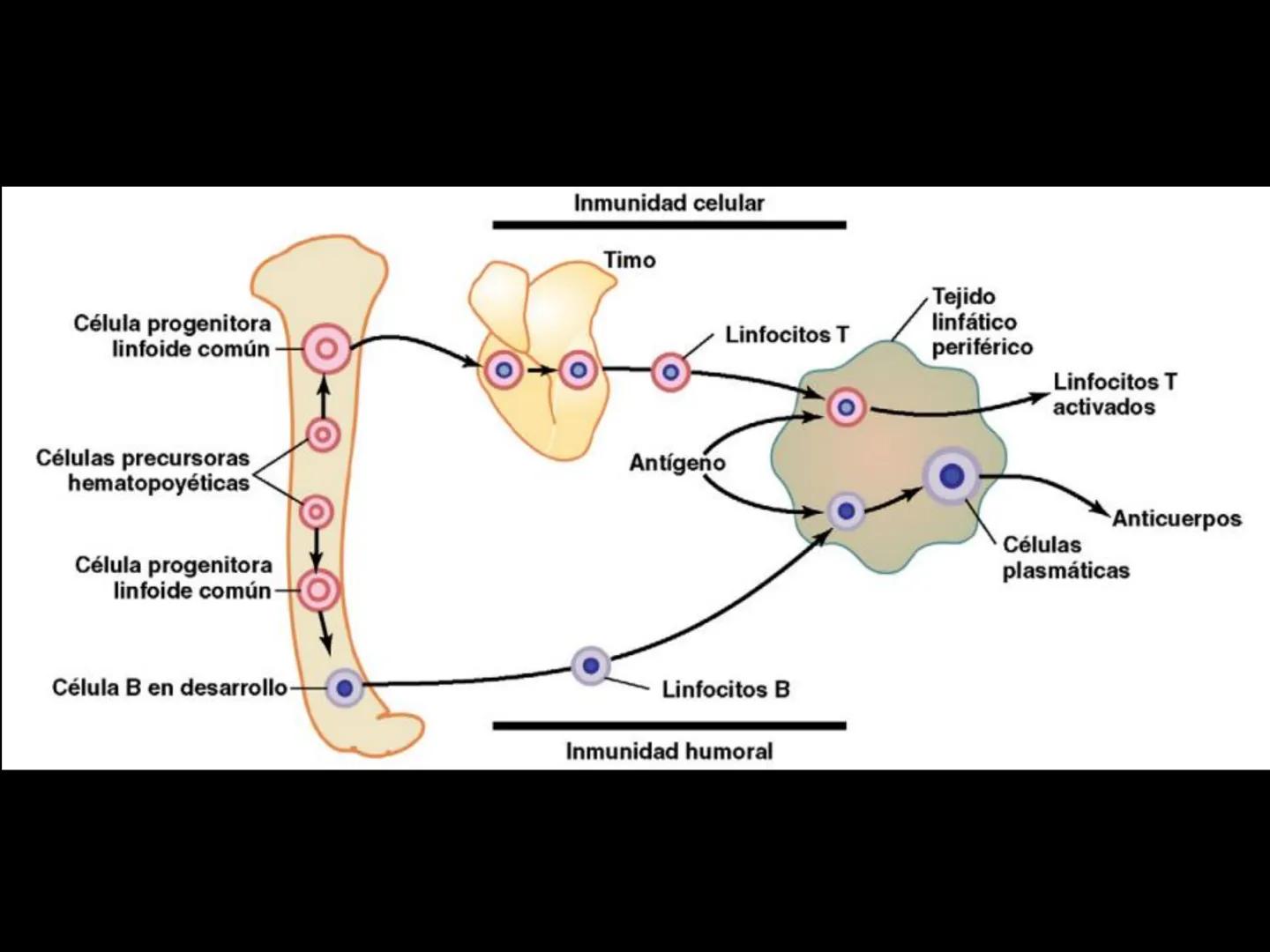 # INMUNOLOGÍA # Inmunidad
La palabra inmunidad significa protección contra la enfermedad y, más en concreto, contra una enfermedad infeccio