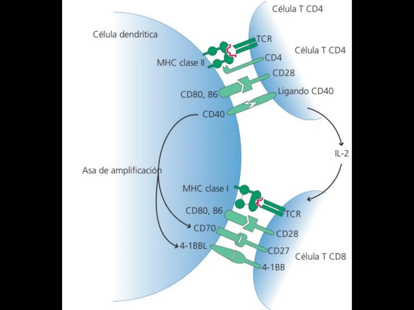 # INMUNOLOGÍA # Inmunidad
La palabra inmunidad significa protección contra la enfermedad y, más en concreto, contra una enfermedad infeccio