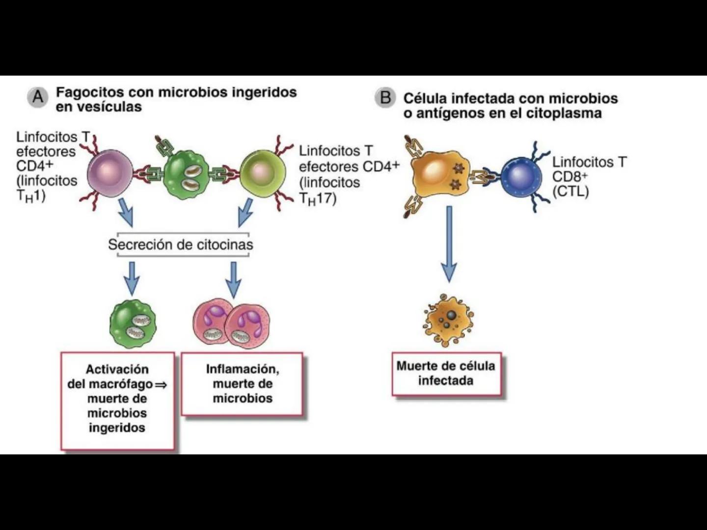 # INMUNOLOGÍA # Inmunidad
La palabra inmunidad significa protección contra la enfermedad y, más en concreto, contra una enfermedad infeccio