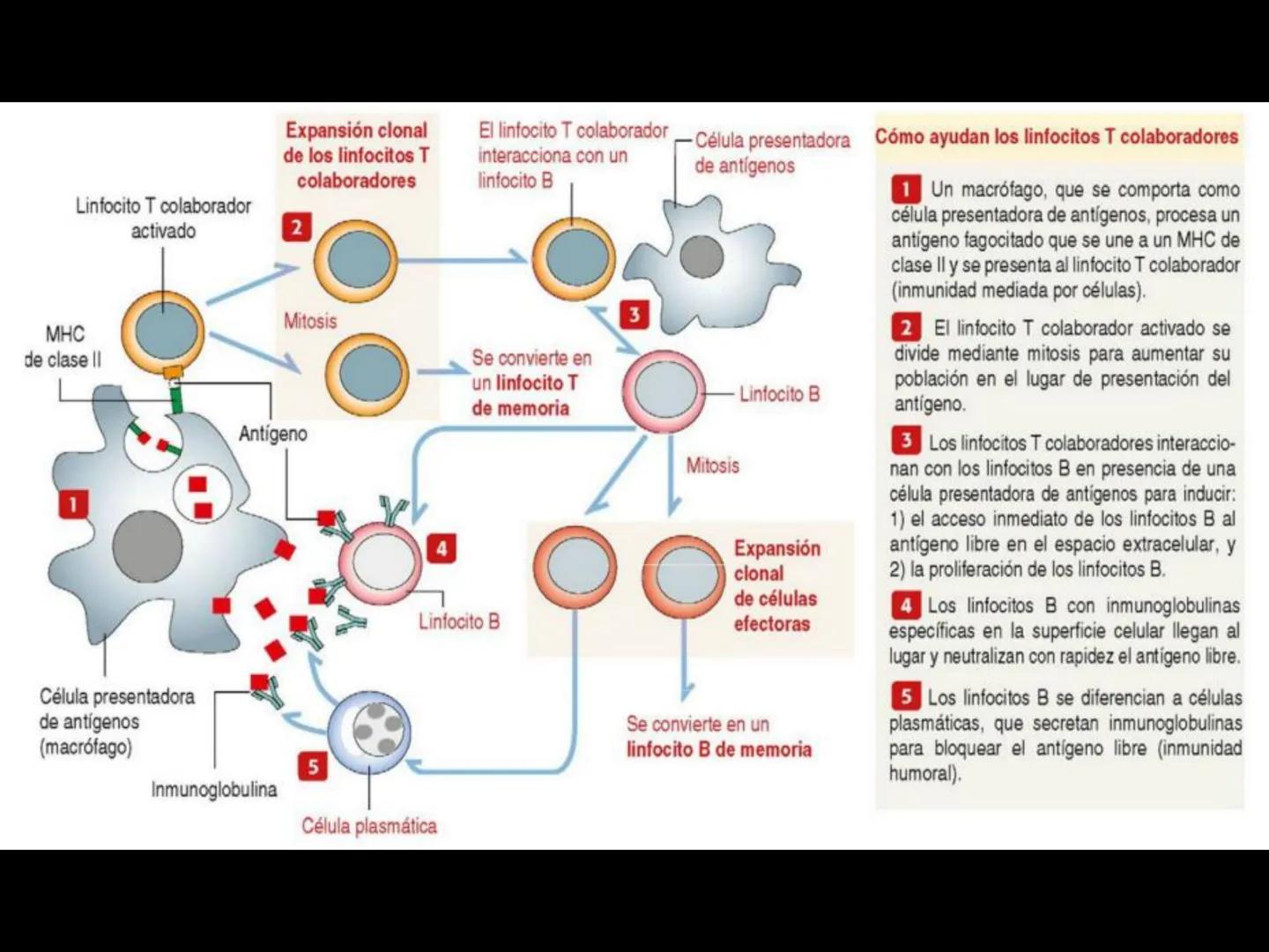 # INMUNOLOGÍA # Inmunidad
La palabra inmunidad significa protección contra la enfermedad y, más en concreto, contra una enfermedad infeccio