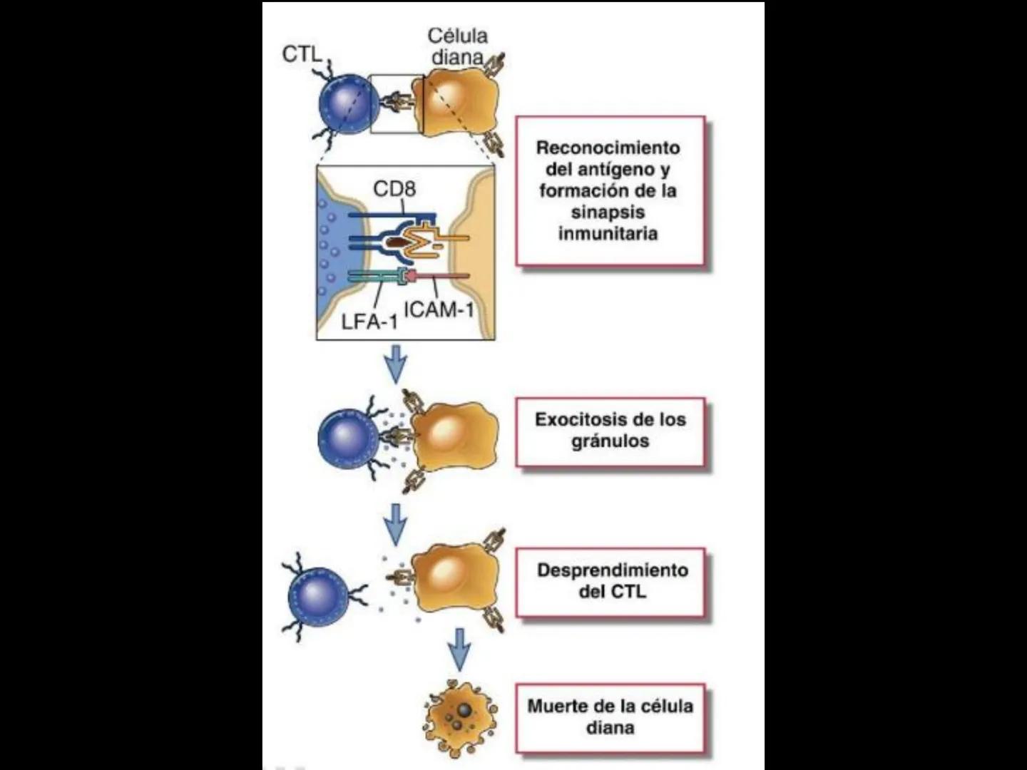 # INMUNOLOGÍA # Inmunidad
La palabra inmunidad significa protección contra la enfermedad y, más en concreto, contra una enfermedad infeccio