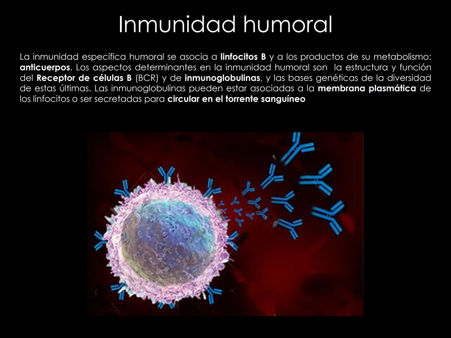 # INMUNOLOGÍA # Inmunidad
La palabra inmunidad significa protección contra la enfermedad y, más en concreto, contra una enfermedad infeccio