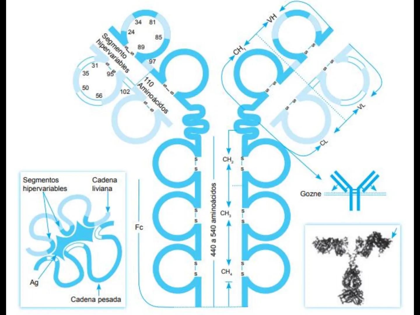 # INMUNOLOGÍA # Inmunidad
La palabra inmunidad significa protección contra la enfermedad y, más en concreto, contra una enfermedad infeccio