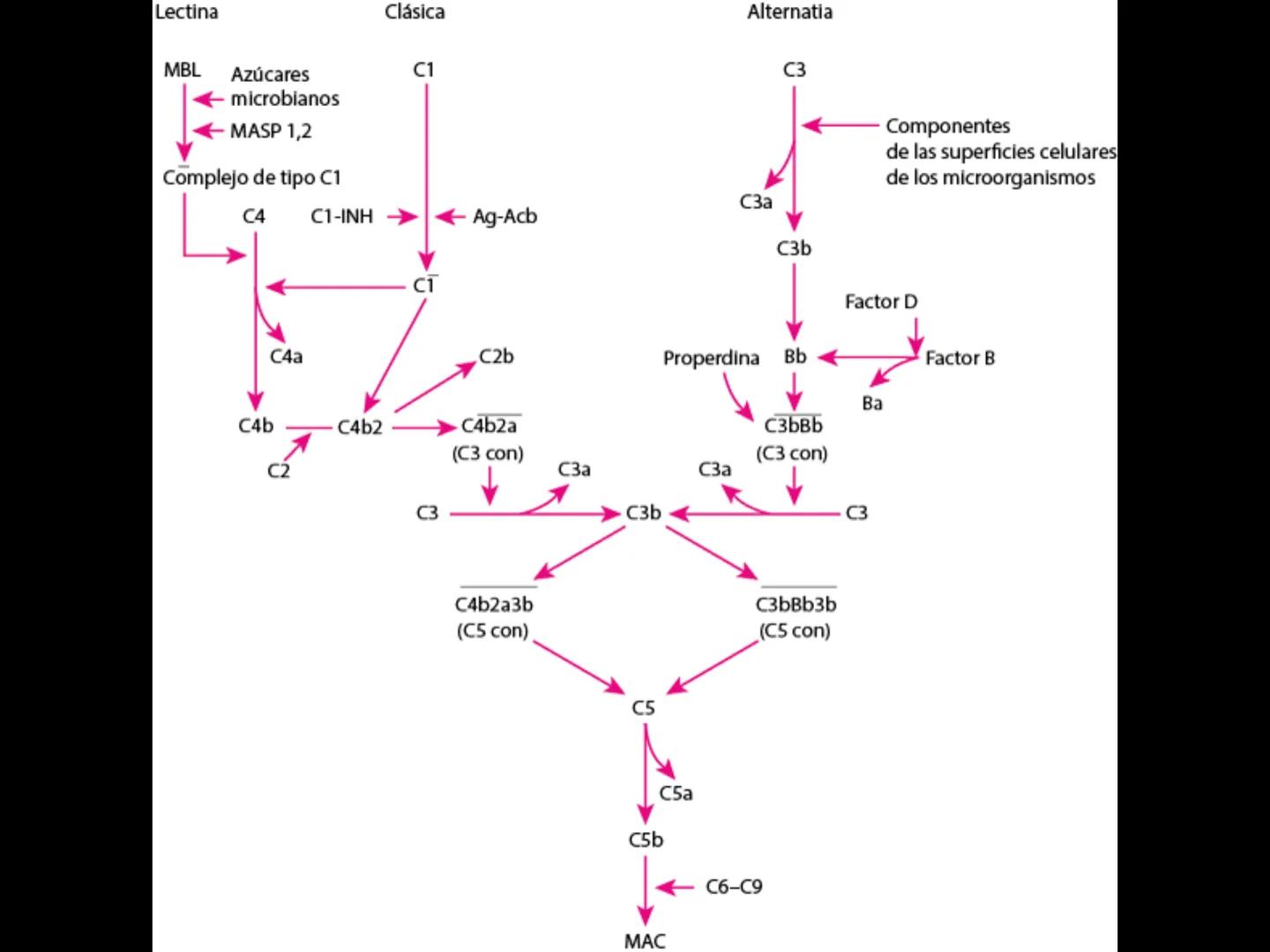 # INMUNOLOGÍA # Inmunidad
La palabra inmunidad significa protección contra la enfermedad y, más en concreto, contra una enfermedad infeccio