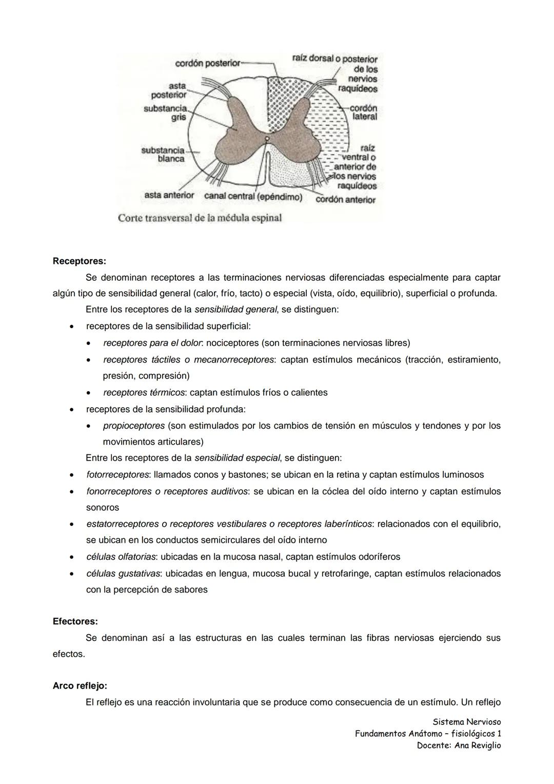 Ana Reviglio (2016). Sistema Nervioso Fundamentos Anátomo-fisiológicos.
Tomado de Internet:
https://www.google.com.mx/#q=Sistema+Nervioso+Fu