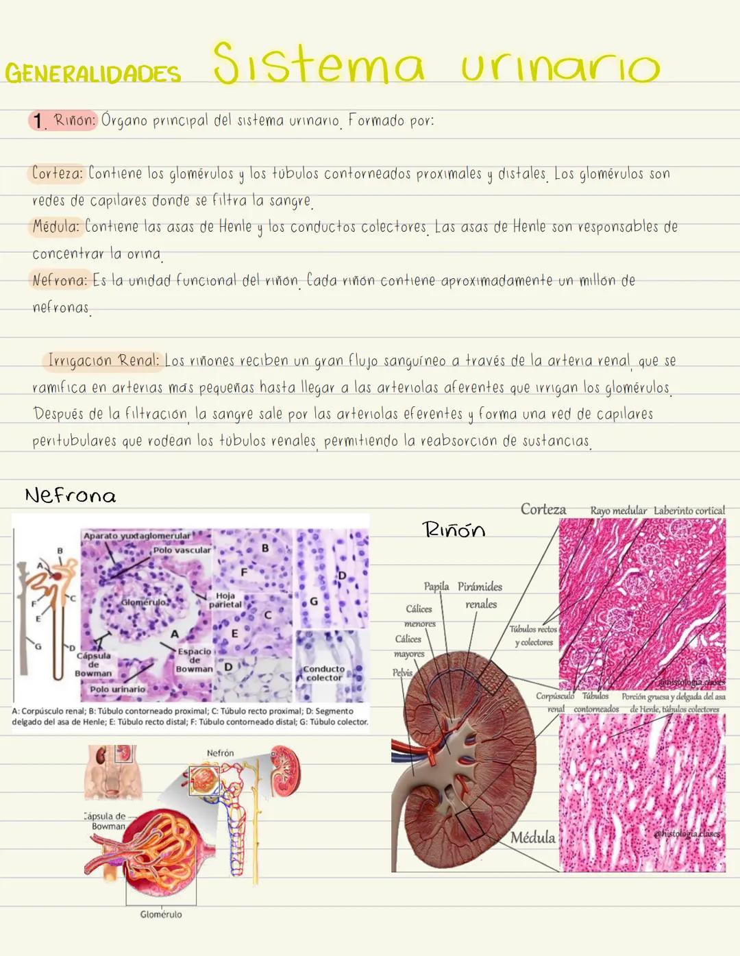Histología y Generalidades del Sistema Urinario