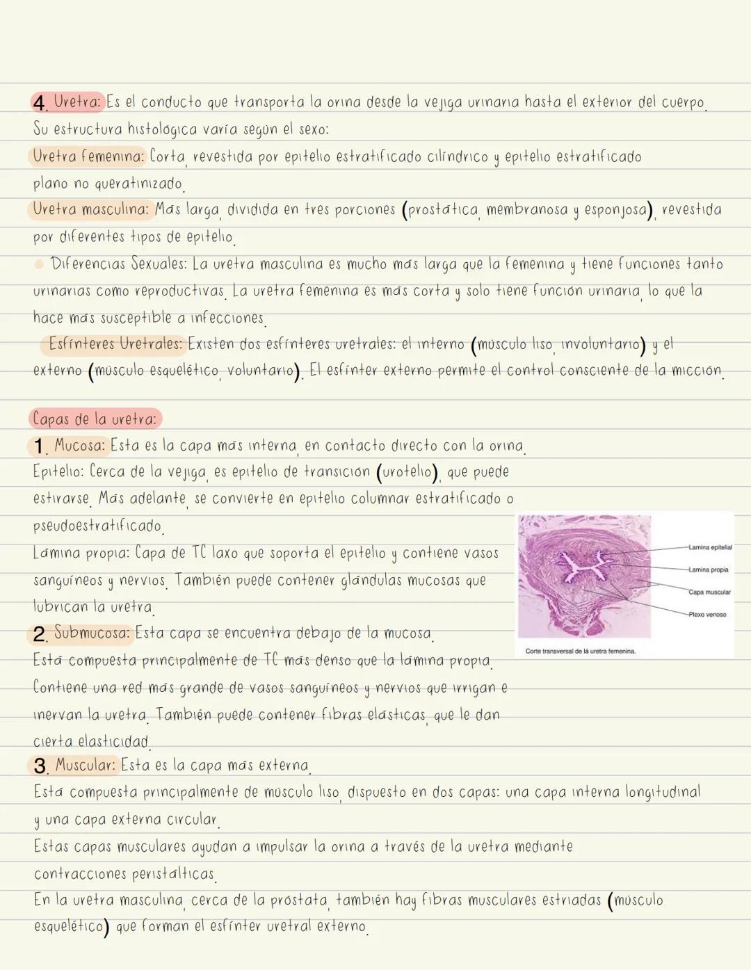--- OCR Start ---
GENERALIDADES Sistema urinario
1. Riñón: Órgano principal del sistema urinario, Formado por:
Corteza: Contiene los glomeru