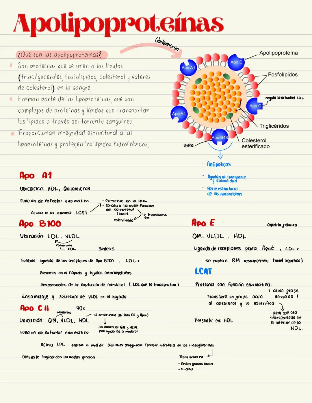 # Apolipoproteínas
¿Qué son las apolipoproteinas?
• Son proteínas que se unen a los lípidos
(triacilgliceroles, fosfolipidos, colesterol