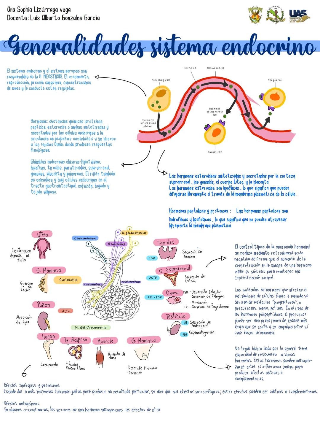 Ana Sophia Lizárraga vega
Docente: Luis Alberto Gonzales García
UAS
# Generalidades sistema endocrino
El sistema endocrino y el sistema ne