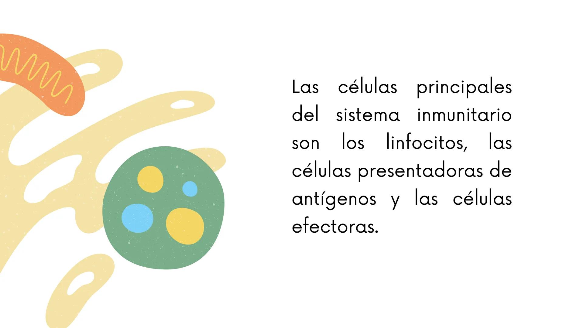 # MICROBIOLOGIA E INMUNOLOGIA
**COMPONENTES
CELULARES DEL SISTEMA
INMUNITARIO ADAPTATIVO** Las células principales
del sistema inmunitario