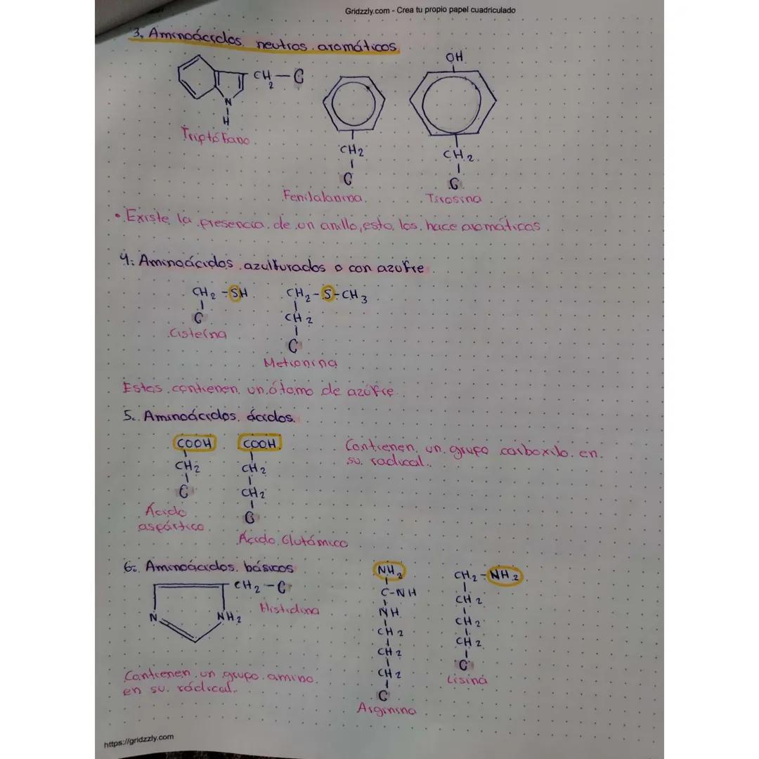 Gridzzly.com - Crea tu propio papel cuadriculado
¿Qué son los Aminoácidos?
- Son moléculas orgánicas que forman las proteínas, los
componen