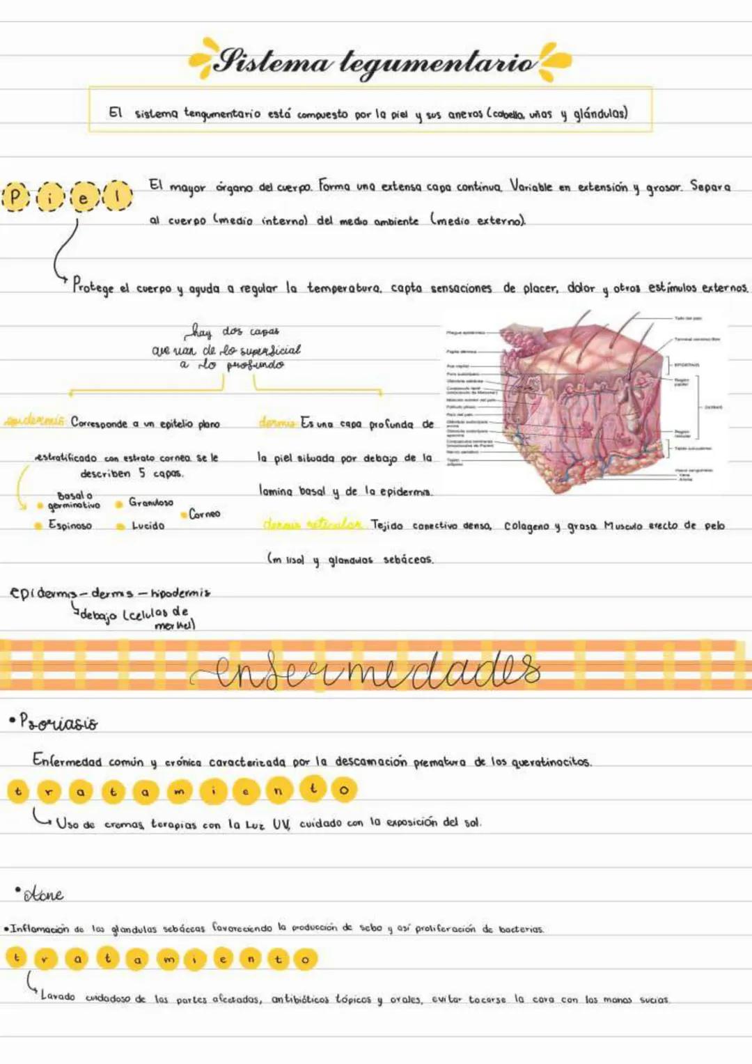 # Sistema tegumentario
El sistema tengumentario está compuesto por la piel y sus aneros (cabello, uñas y glándulas)
0000
El mayor órgano