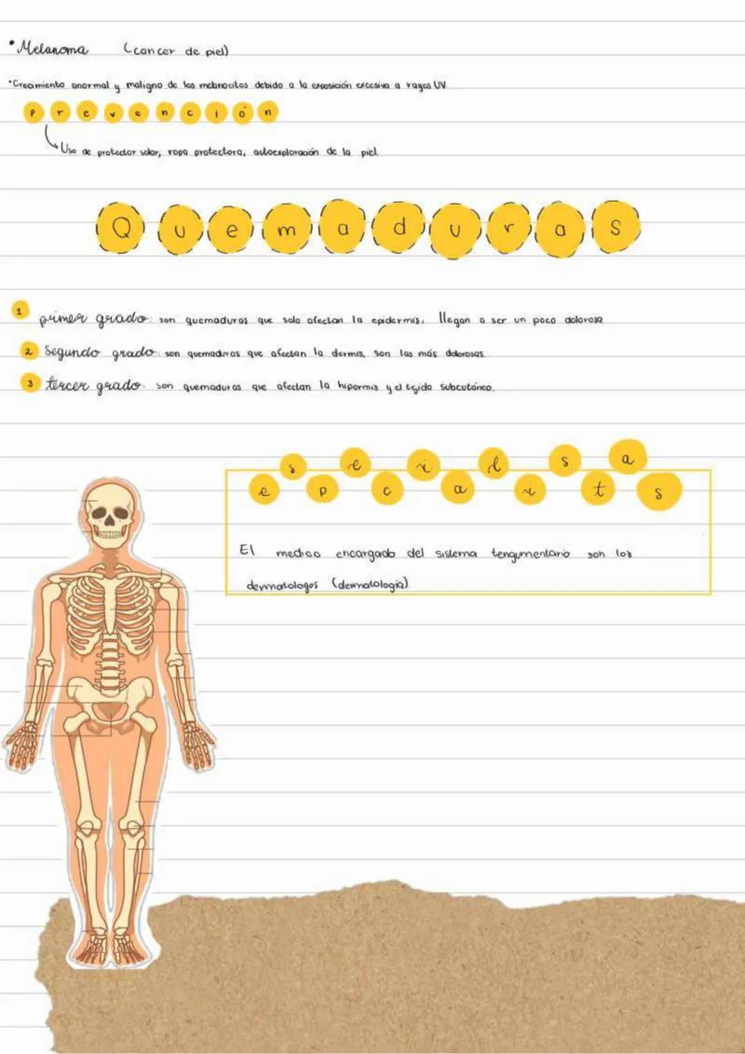# Sistema tegumentario
El sistema tengumentario está compuesto por la piel y sus aneros (cabello, uñas y glándulas)
0000
El mayor órgano