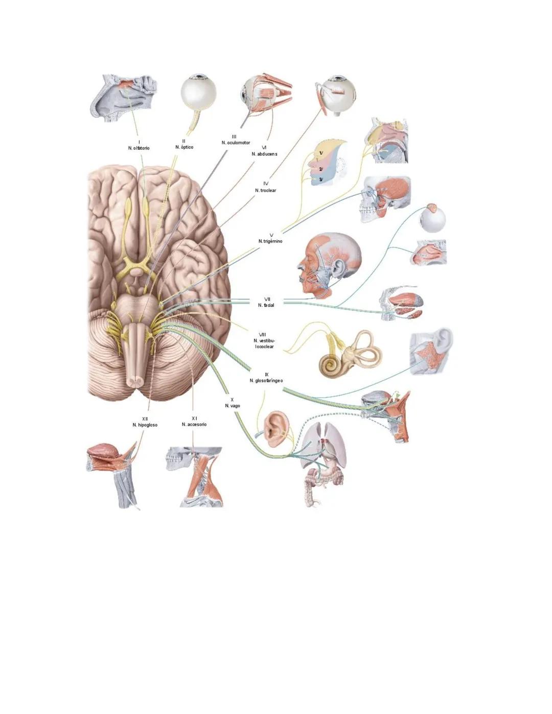 DEPARTAMENTO DE ΑΝΑΤΟΜΙA HUMANA F.O. U.A.N.L.
SISTEMA NERVIOSO CENTRAL.
Es el conjunto de elemento anatómicos encargados de regir el funci