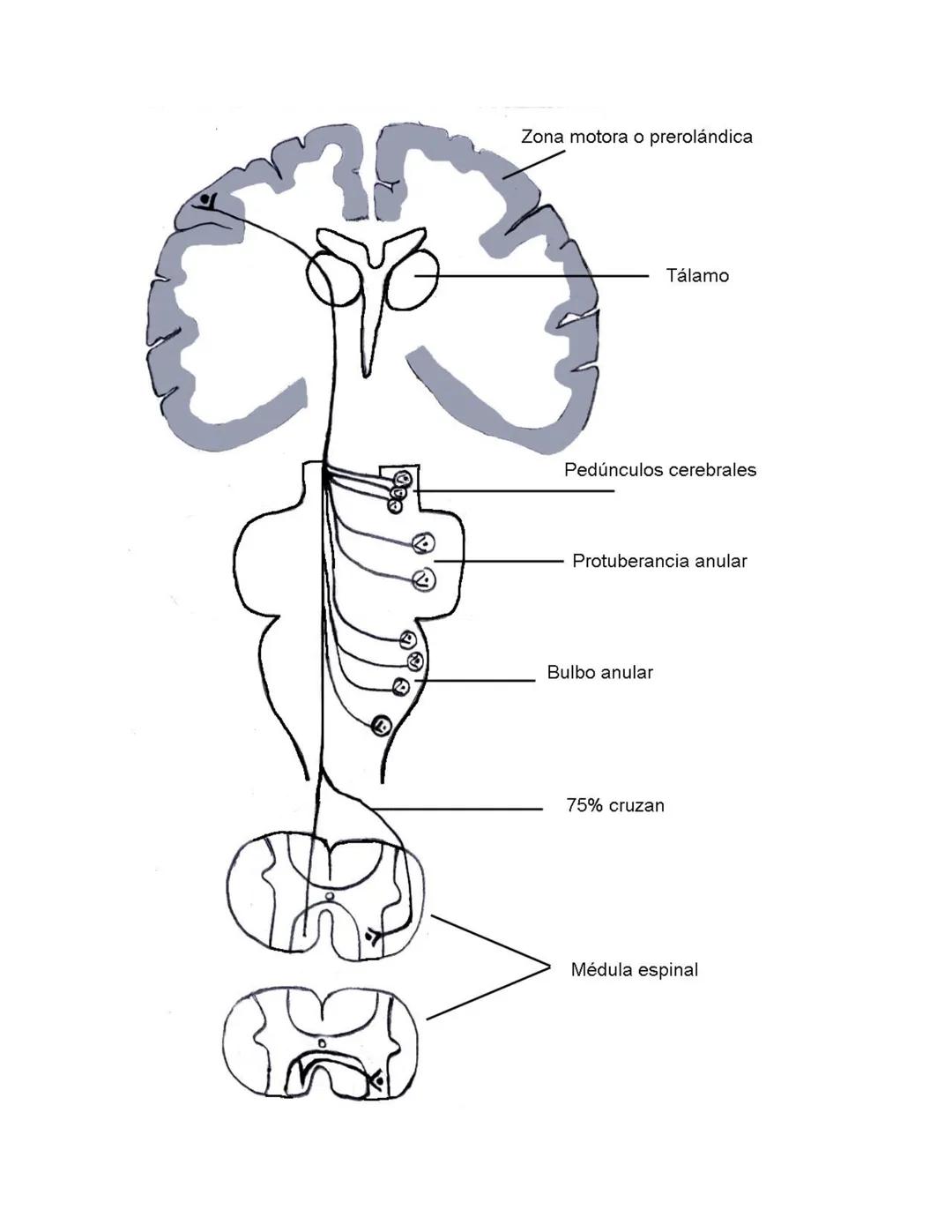 DEPARTAMENTO DE ΑΝΑΤΟΜΙA HUMANA F.O. U.A.N.L.
SISTEMA NERVIOSO CENTRAL.
Es el conjunto de elemento anatómicos encargados de regir el funci