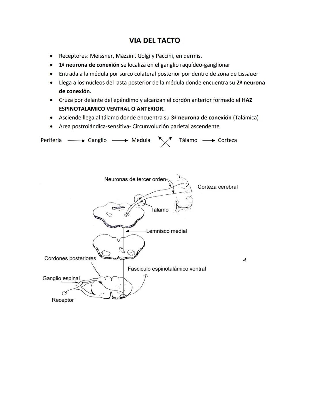 DEPARTAMENTO DE ΑΝΑΤΟΜΙA HUMANA F.O. U.A.N.L.
SISTEMA NERVIOSO CENTRAL.
Es el conjunto de elemento anatómicos encargados de regir el funci