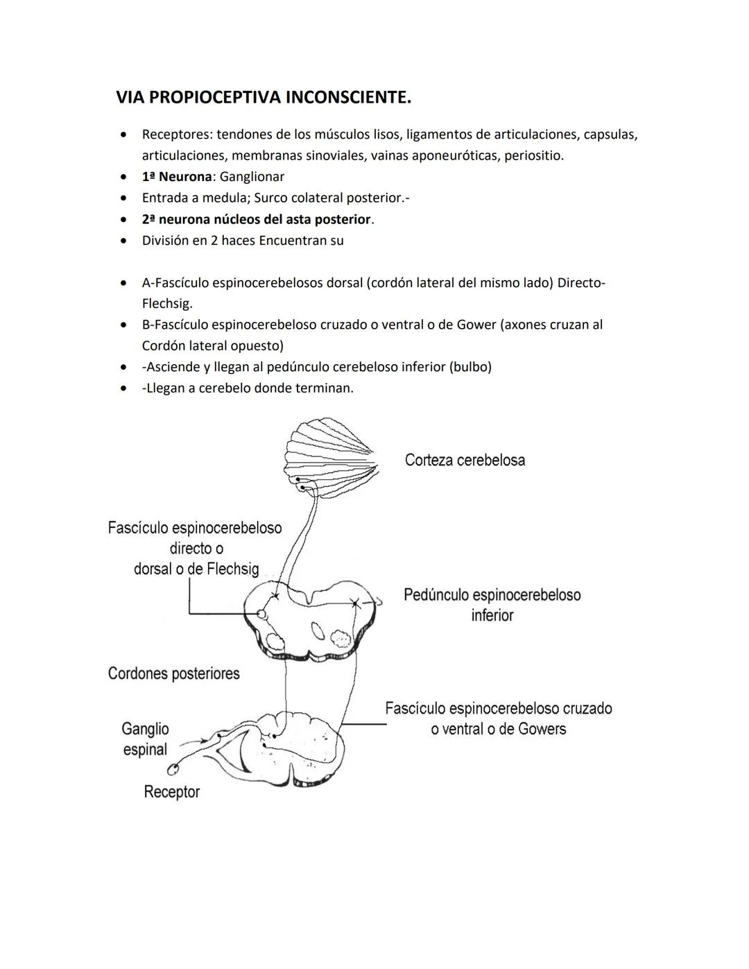 DEPARTAMENTO DE ΑΝΑΤΟΜΙA HUMANA F.O. U.A.N.L.
SISTEMA NERVIOSO CENTRAL.
Es el conjunto de elemento anatómicos encargados de regir el funci