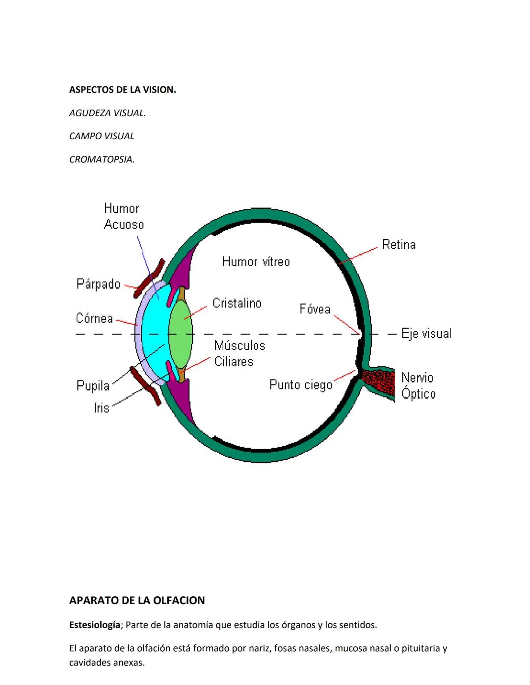 DEPARTAMENTO DE ΑΝΑΤΟΜΙA HUMANA F.O. U.A.N.L.
SISTEMA NERVIOSO CENTRAL.
Es el conjunto de elemento anatómicos encargados de regir el funci