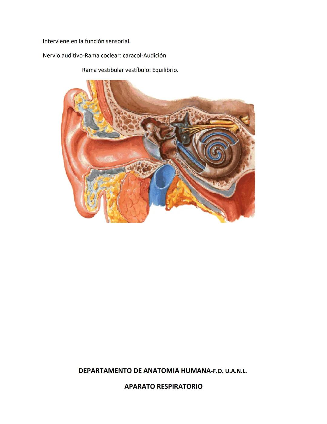 DEPARTAMENTO DE ΑΝΑΤΟΜΙA HUMANA F.O. U.A.N.L.
SISTEMA NERVIOSO CENTRAL.
Es el conjunto de elemento anatómicos encargados de regir el funci