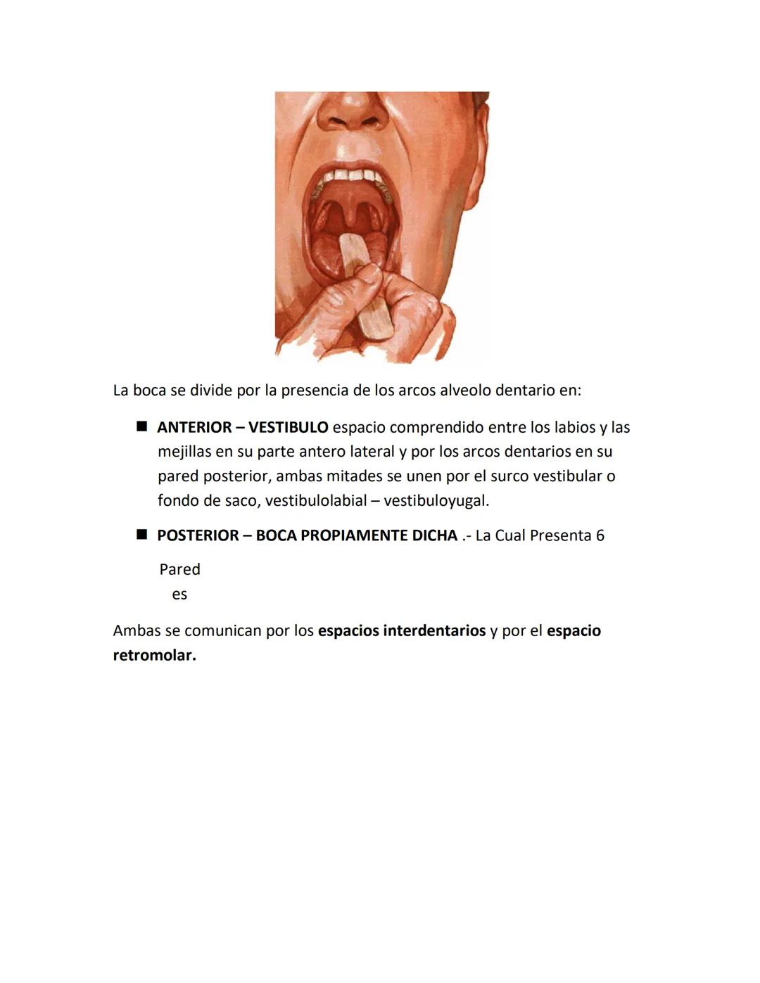 DEPARTAMENTO DE ΑΝΑΤΟΜΙA HUMANA F.O. U.A.N.L.
SISTEMA NERVIOSO CENTRAL.
Es el conjunto de elemento anatómicos encargados de regir el funci