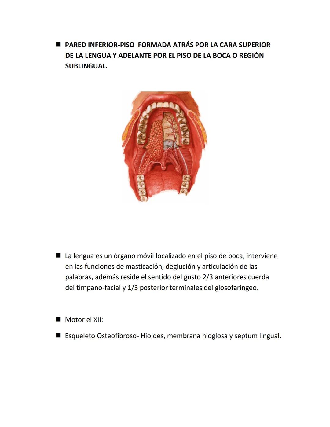 DEPARTAMENTO DE ΑΝΑΤΟΜΙA HUMANA F.O. U.A.N.L.
SISTEMA NERVIOSO CENTRAL.
Es el conjunto de elemento anatómicos encargados de regir el funci