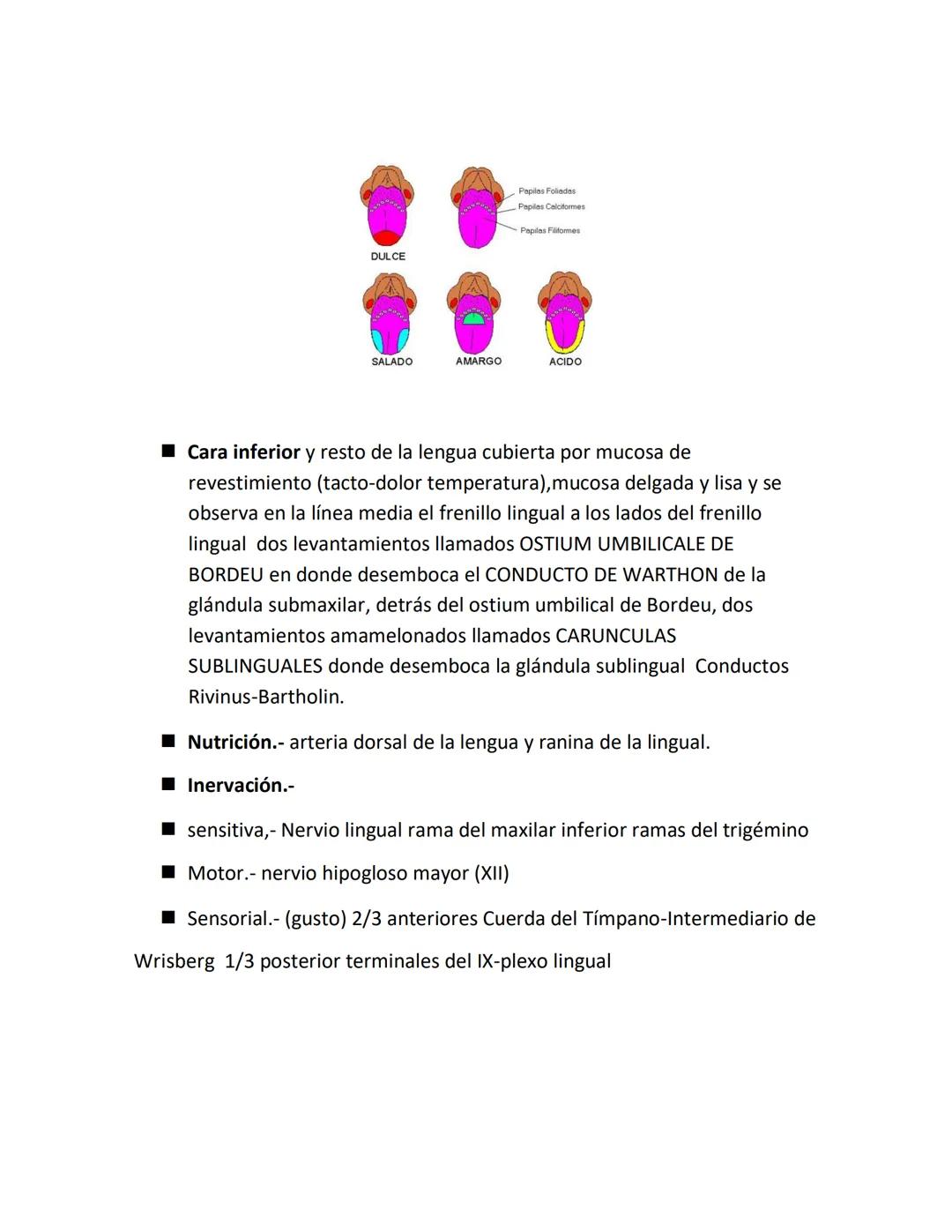 DEPARTAMENTO DE ΑΝΑΤΟΜΙA HUMANA F.O. U.A.N.L.
SISTEMA NERVIOSO CENTRAL.
Es el conjunto de elemento anatómicos encargados de regir el funci