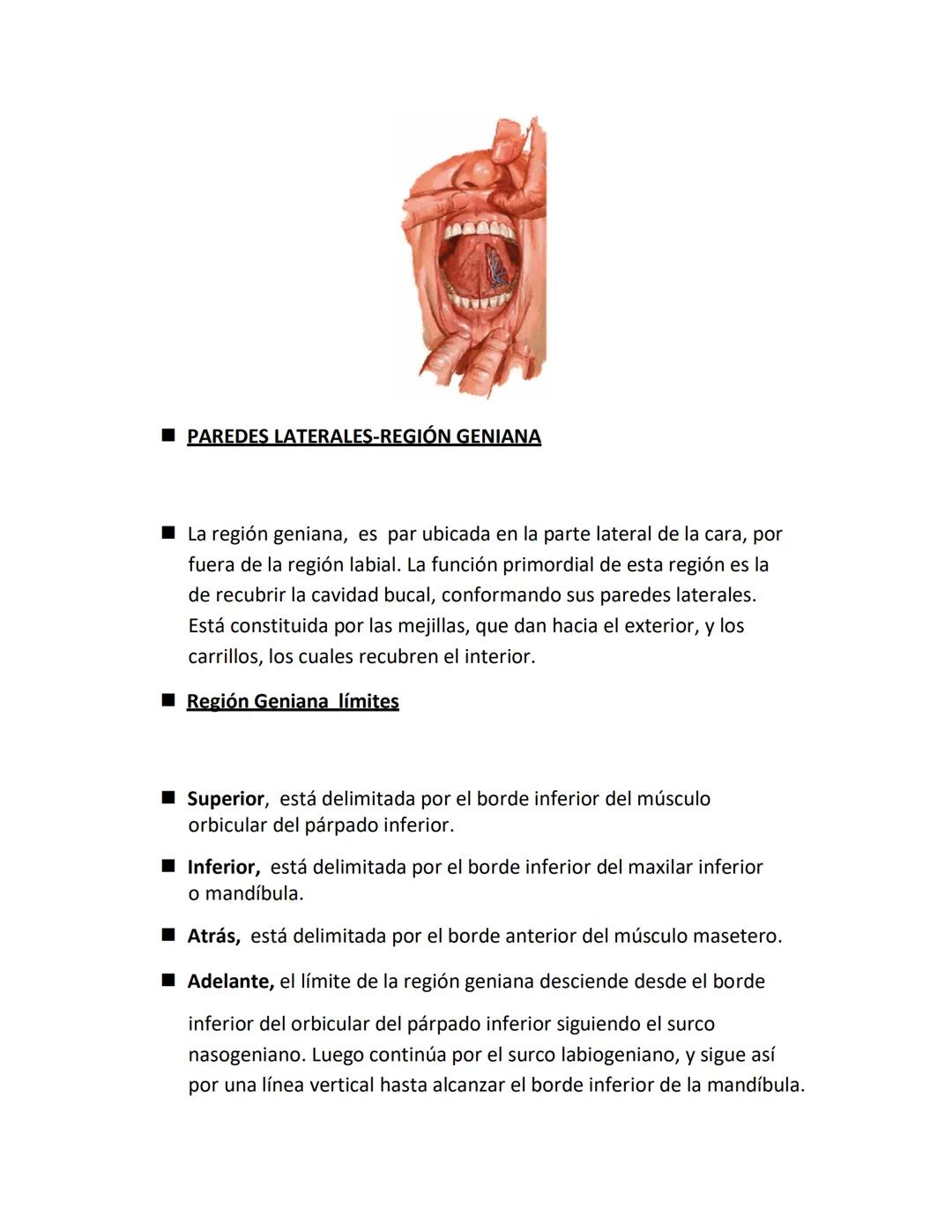 DEPARTAMENTO DE ΑΝΑΤΟΜΙA HUMANA F.O. U.A.N.L.
SISTEMA NERVIOSO CENTRAL.
Es el conjunto de elemento anatómicos encargados de regir el funci